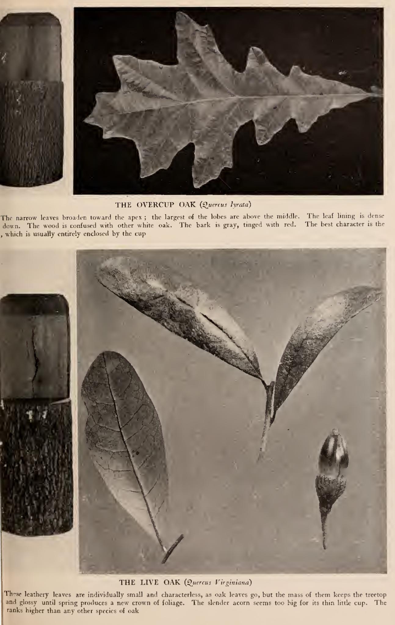 I the White Oak Group I the White Oak Group