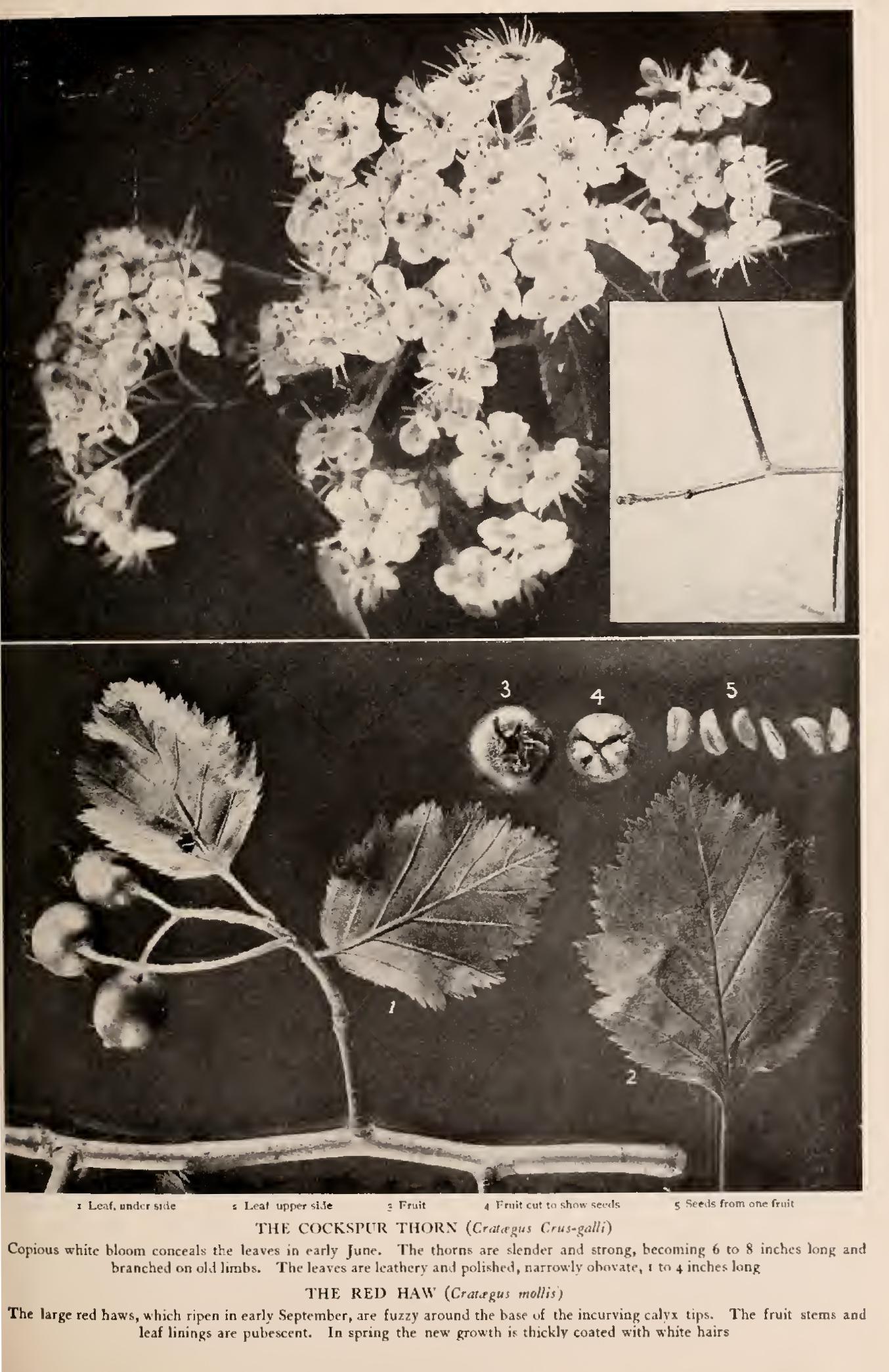 Ii Punctade Ii Punctade