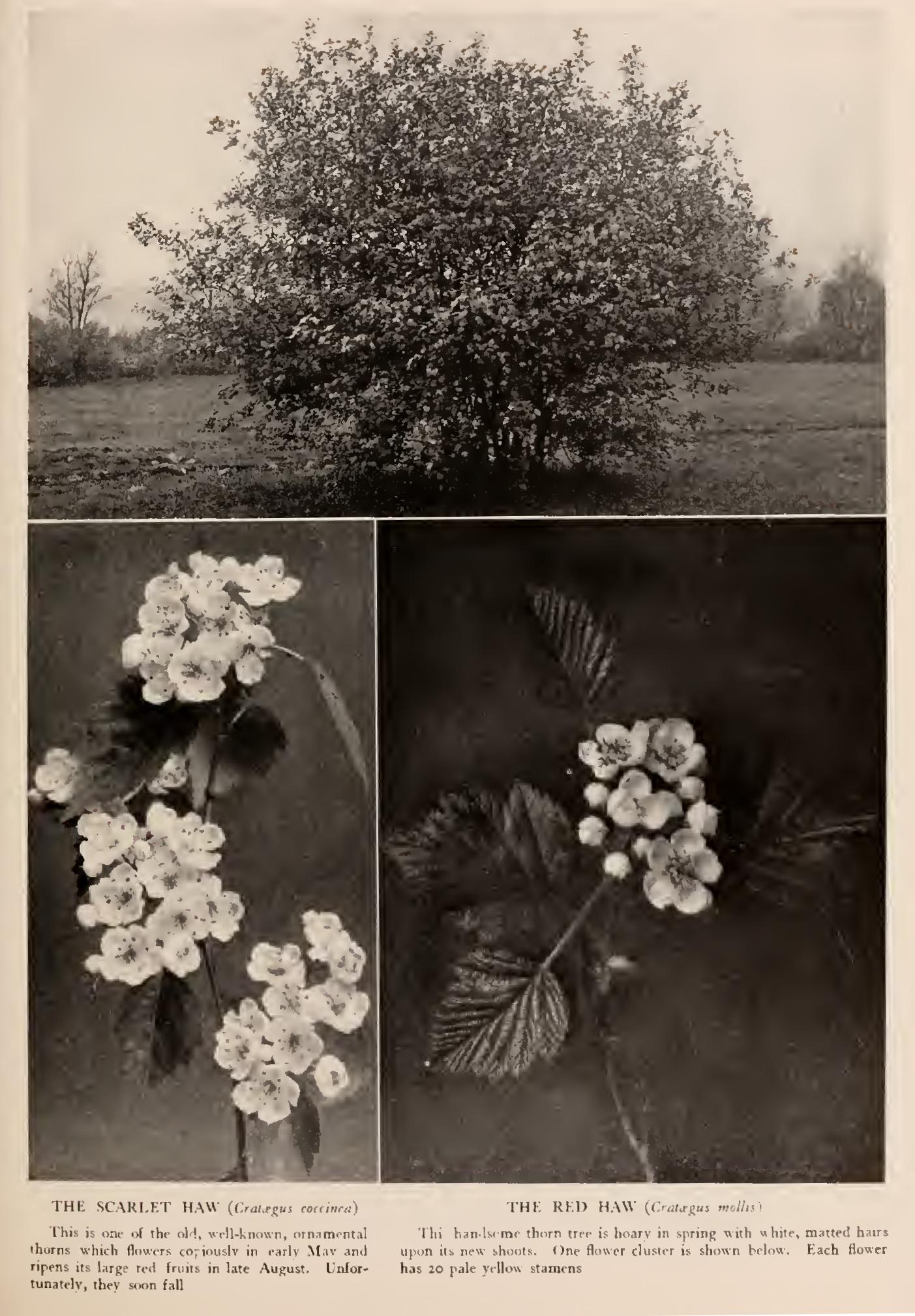 Ii Punctade Ii Punctade