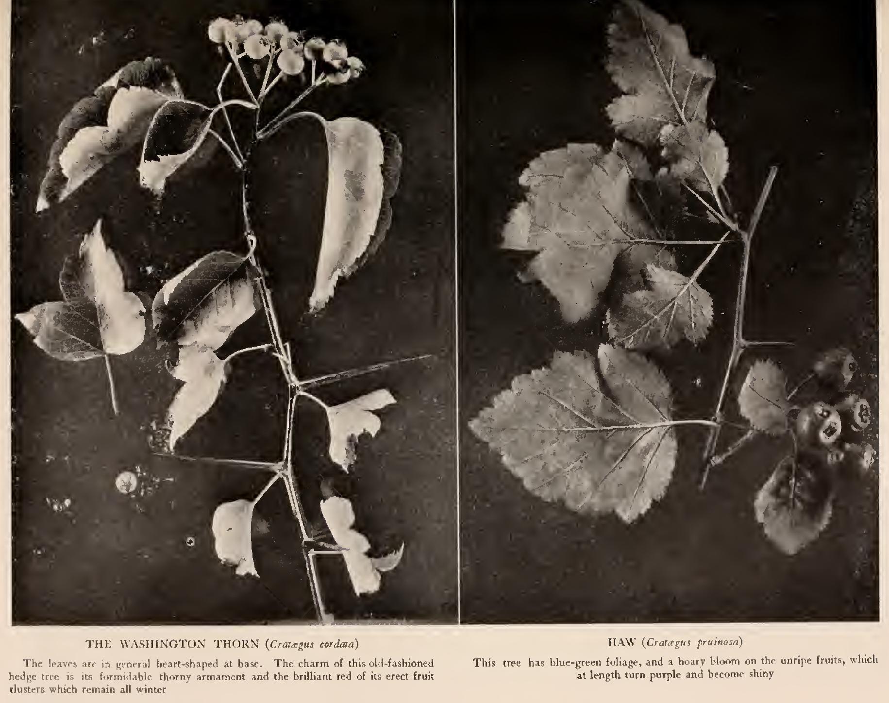 Ii Punctade Ii Punctade