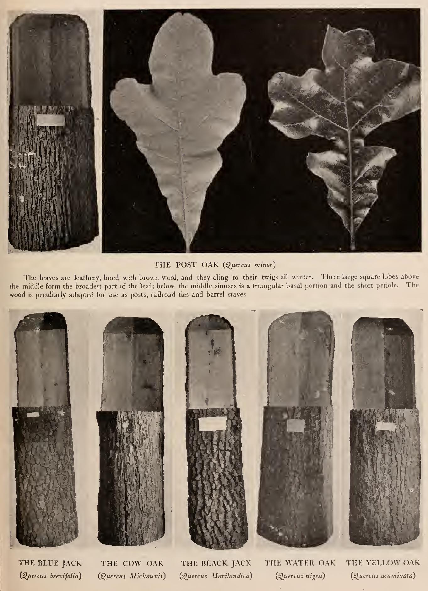 Ii the Black Oak Group