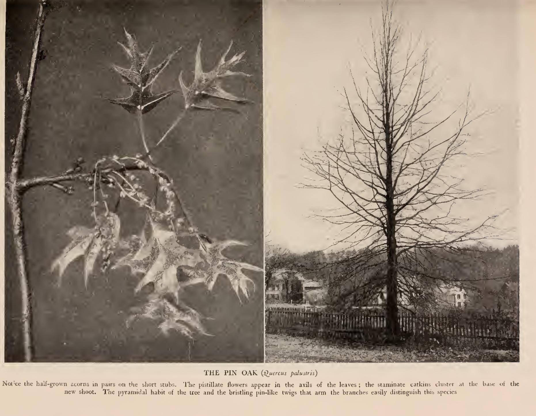 Ii the Black Oak Group