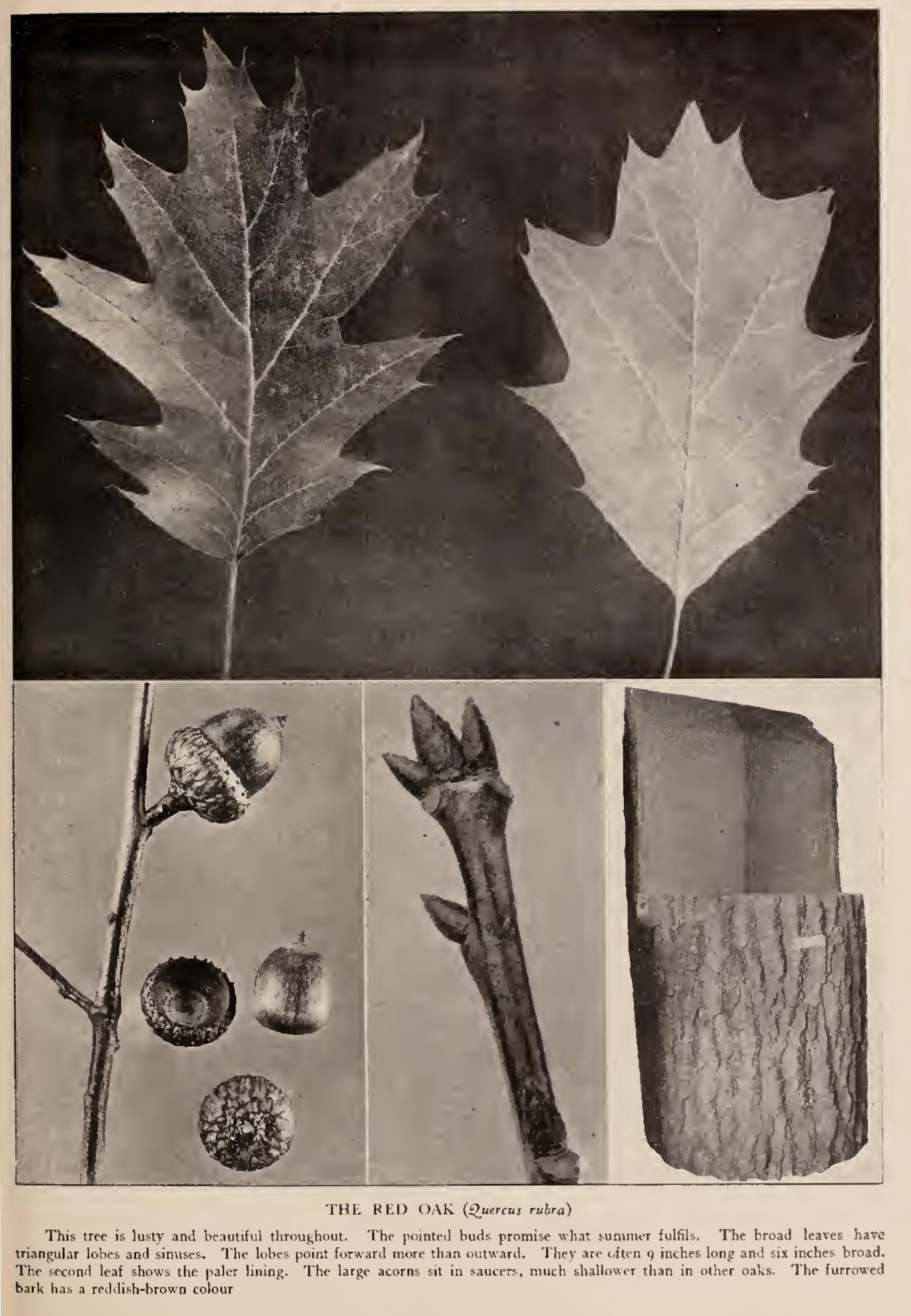 Ii the Black Oak Group