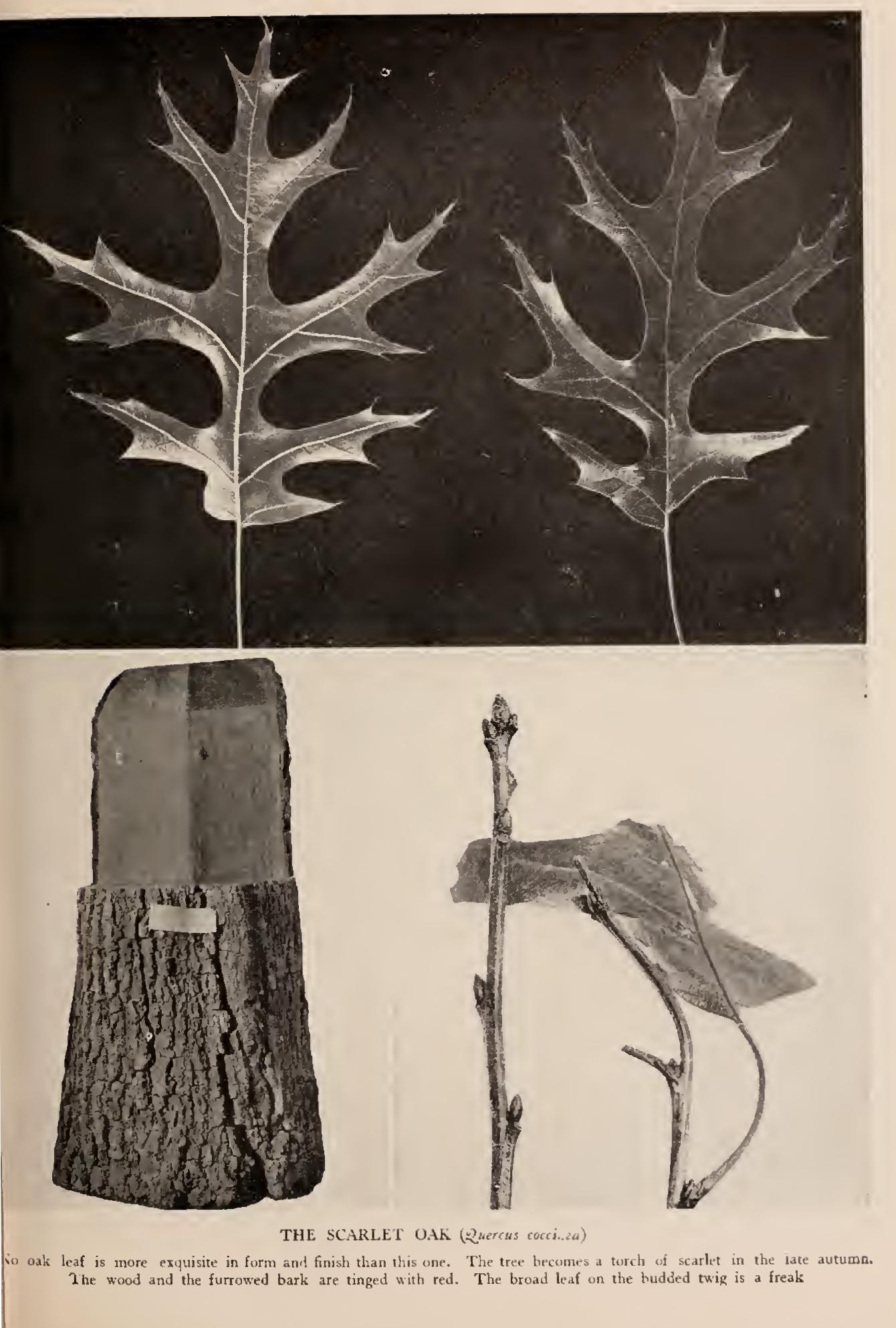 Ii the Black Oak Group