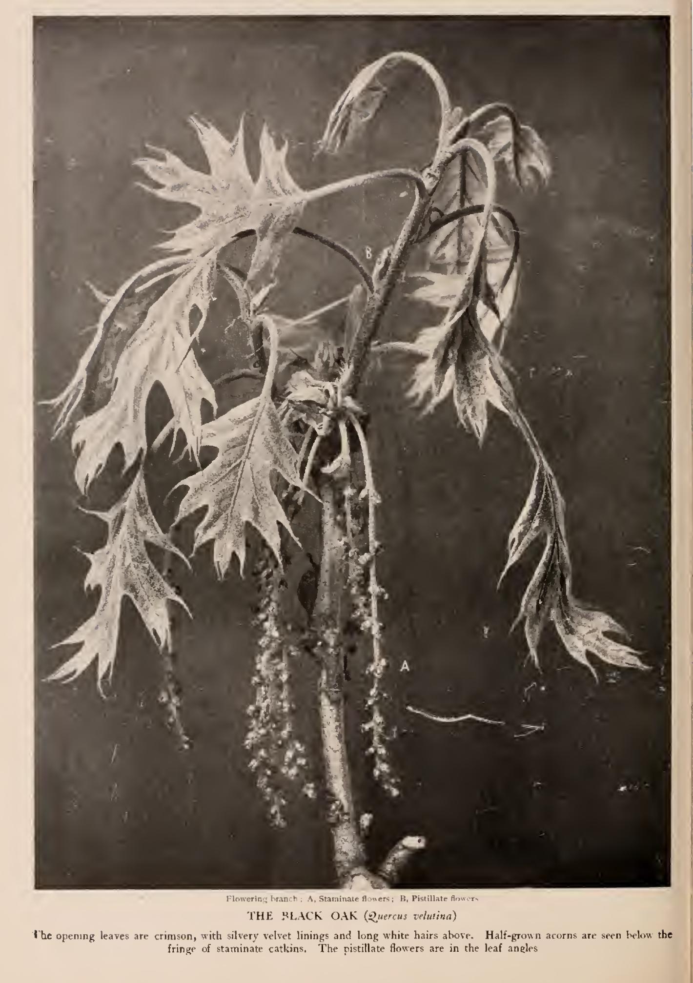 Ii the Black Oak Group Ii the Black Oak Group