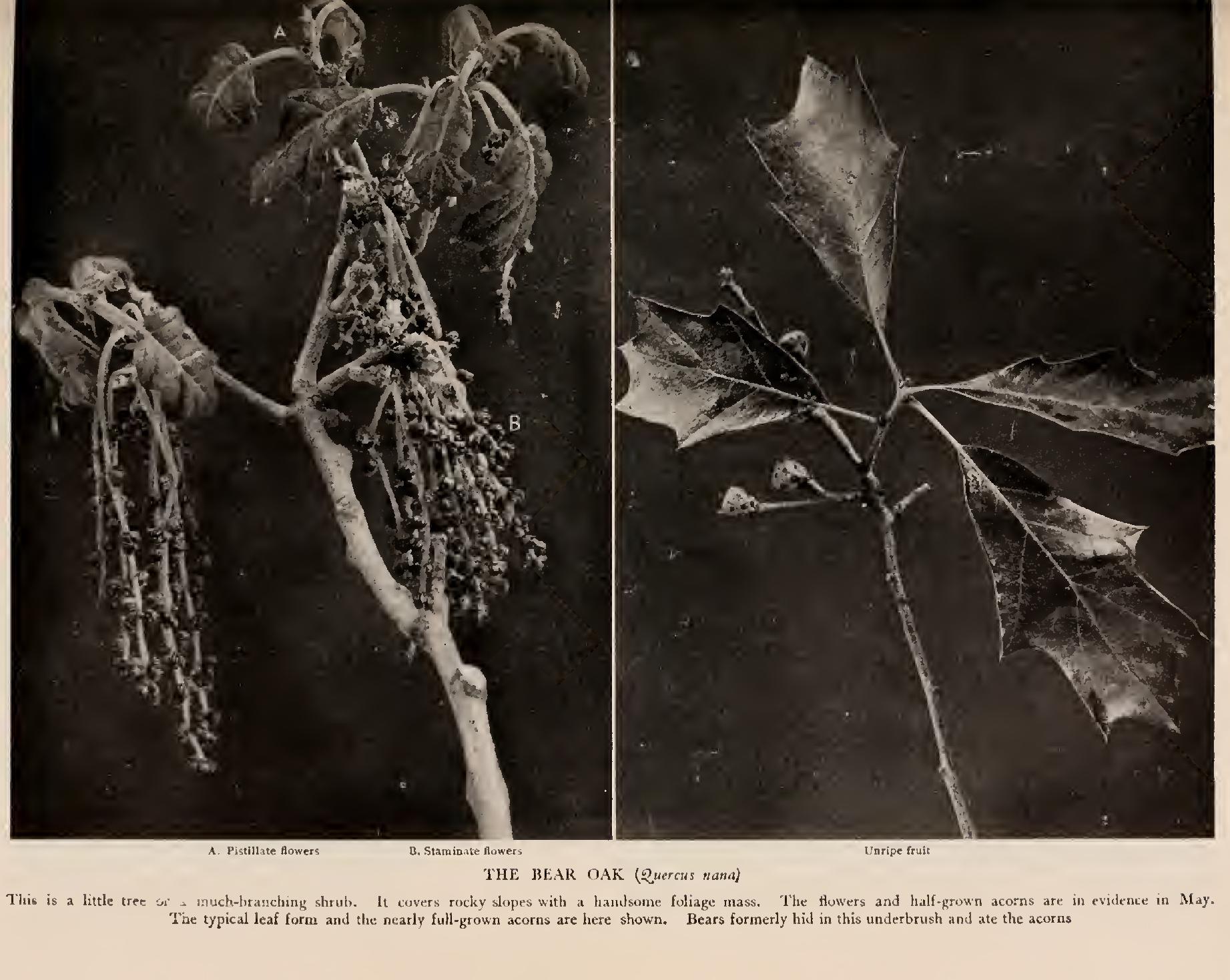 Ii the Black Oak Group