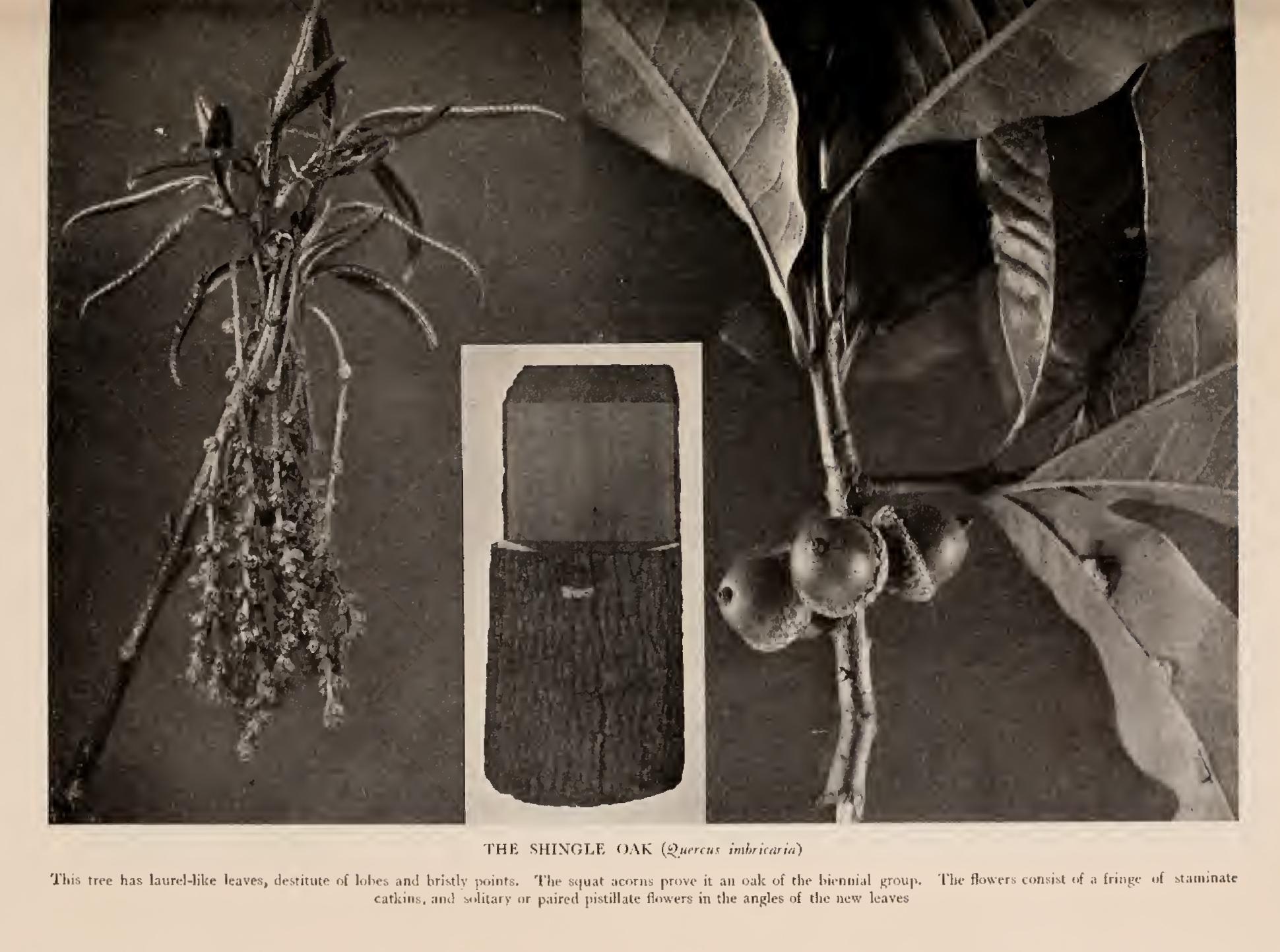 Ii the Black Oak Group Ii the Black Oak Group