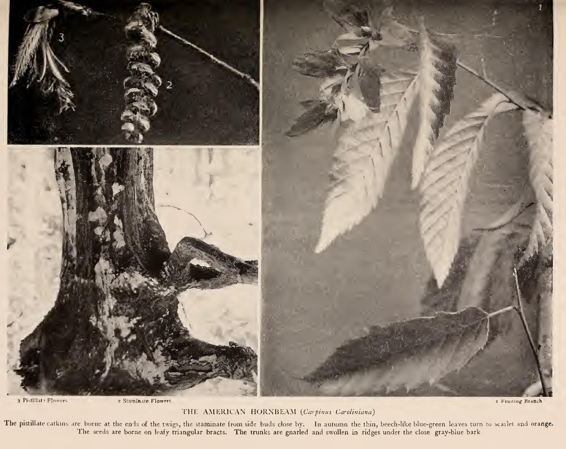 Linn 2 Genus Carpinus Linn 2 Genus Carpinus