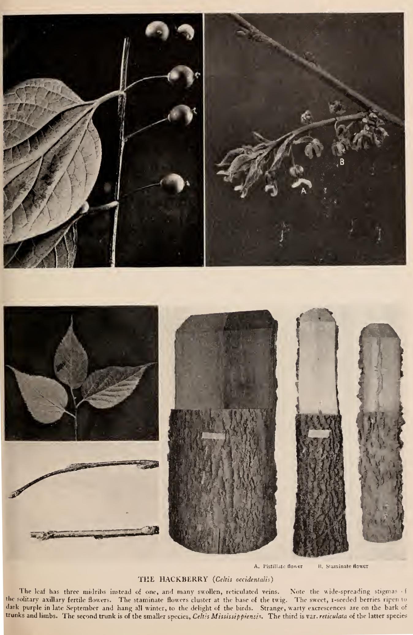 Linn I Genus Ulmus Linn I Genus Ulmus