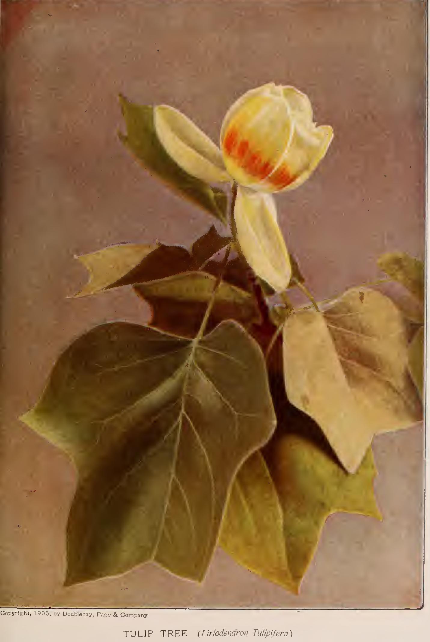 Pruning Fruit Trees Pruning Fruit Trees