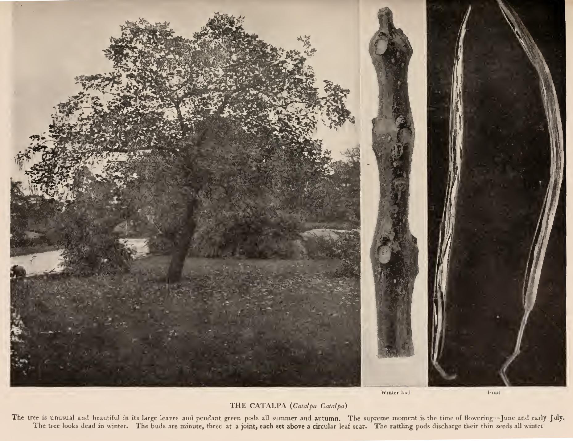 Raising Catalpa Timber