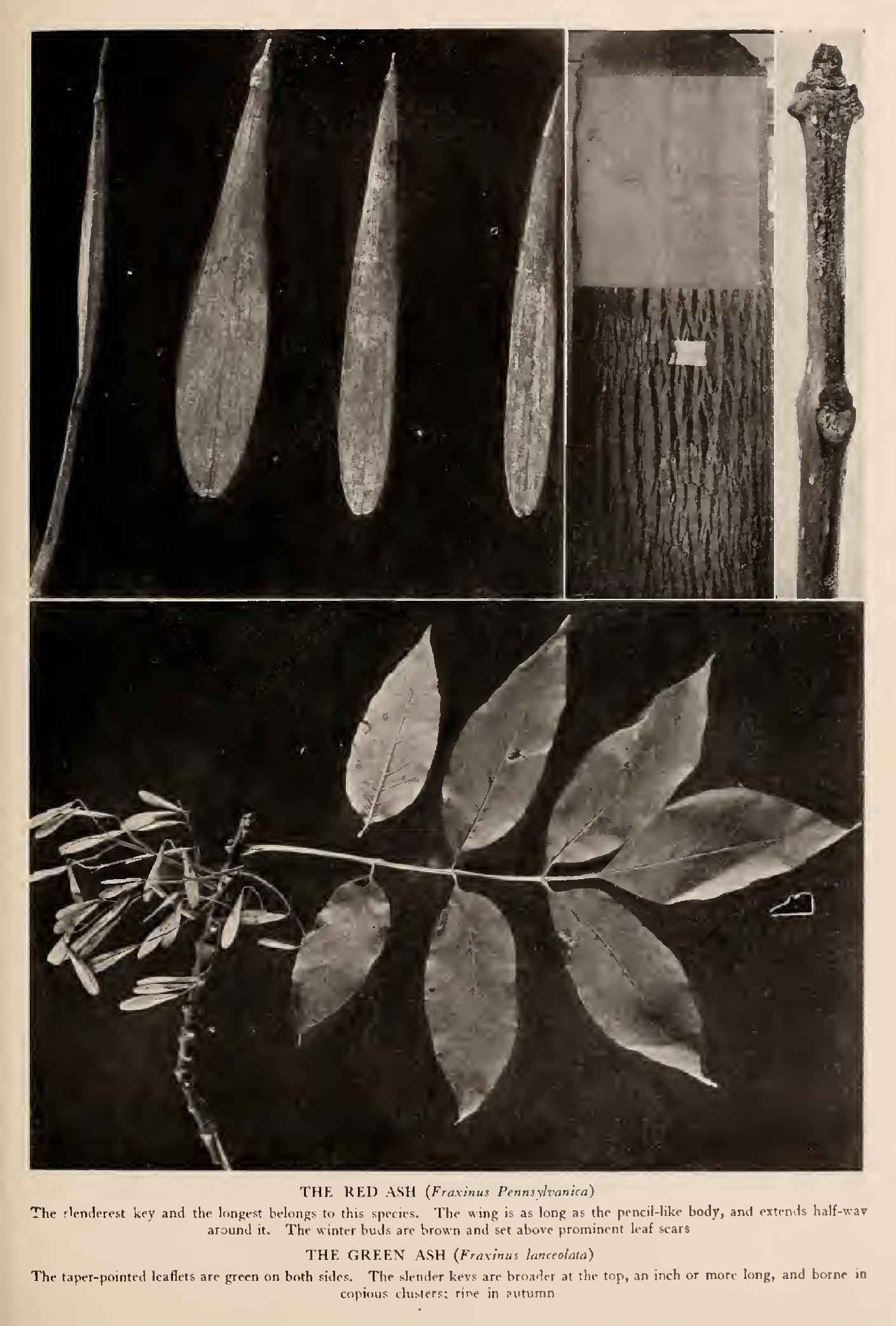 Some Little Ashes Some Little Ashes