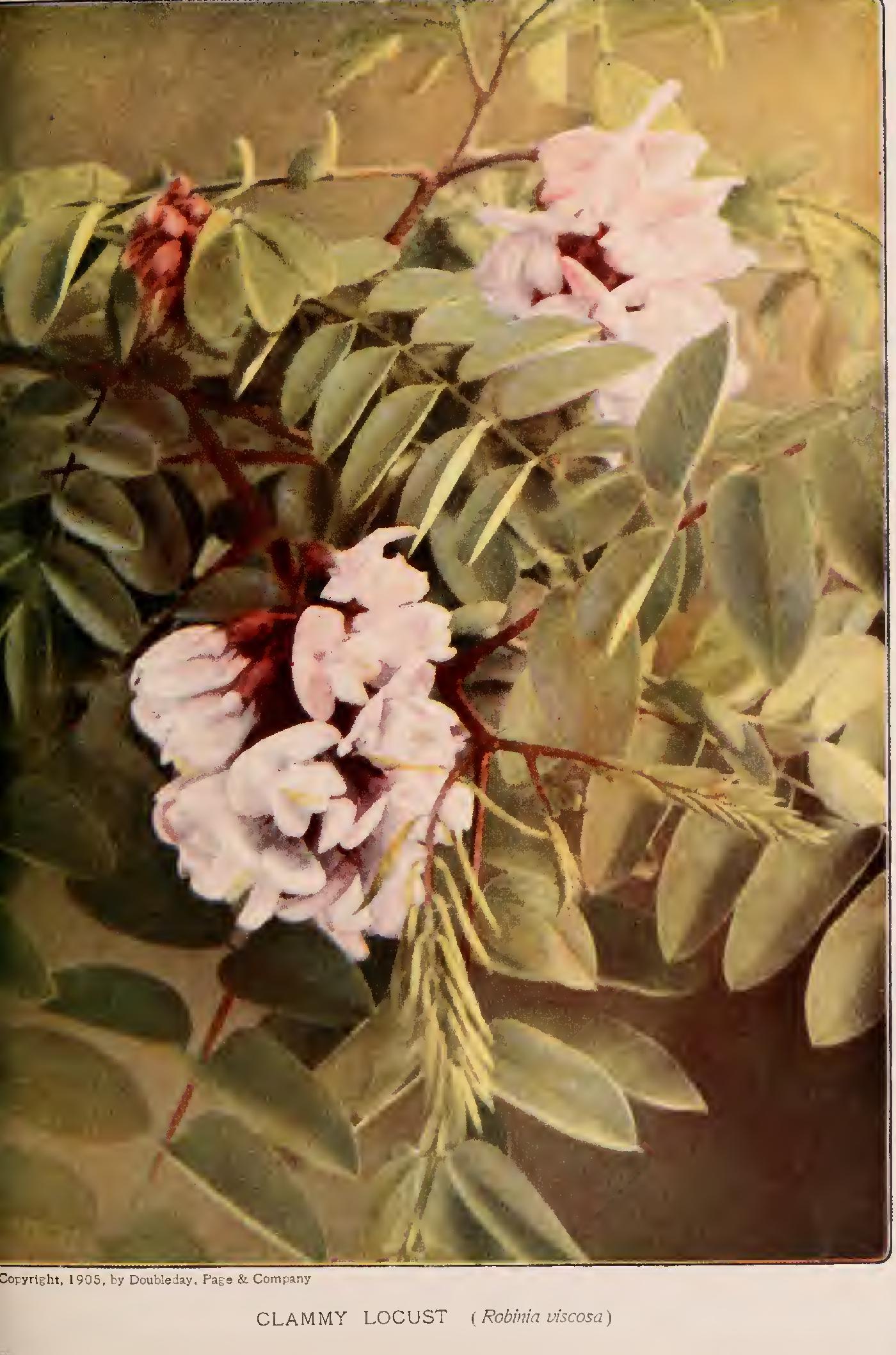 Some Little-Known Pod-Bearers