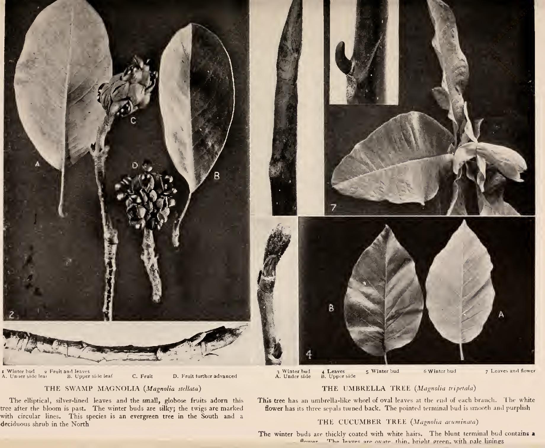 Tender Exotic Magnolias Tender Exotic Magnolias