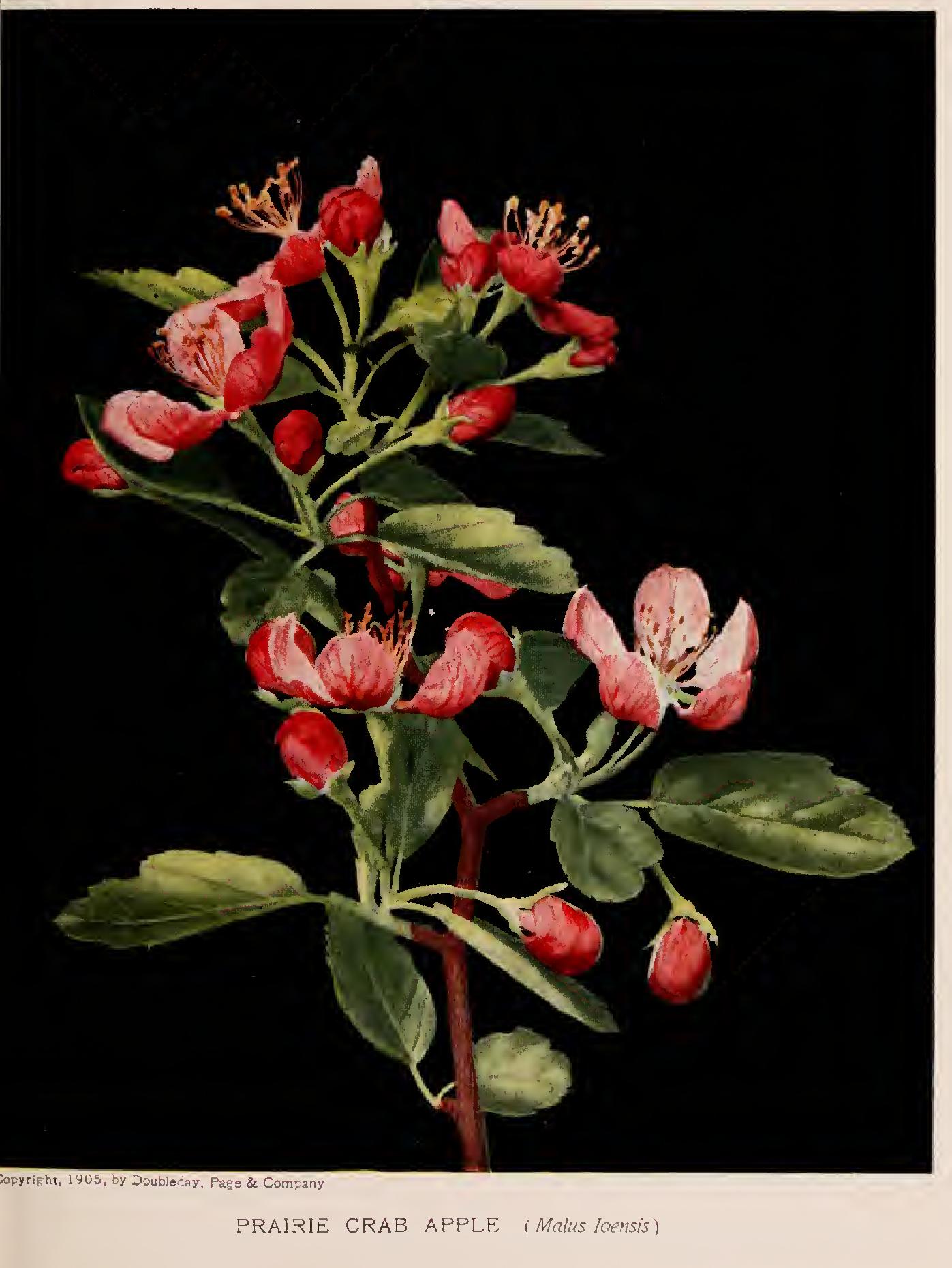 The Apples - Family Rosaceae