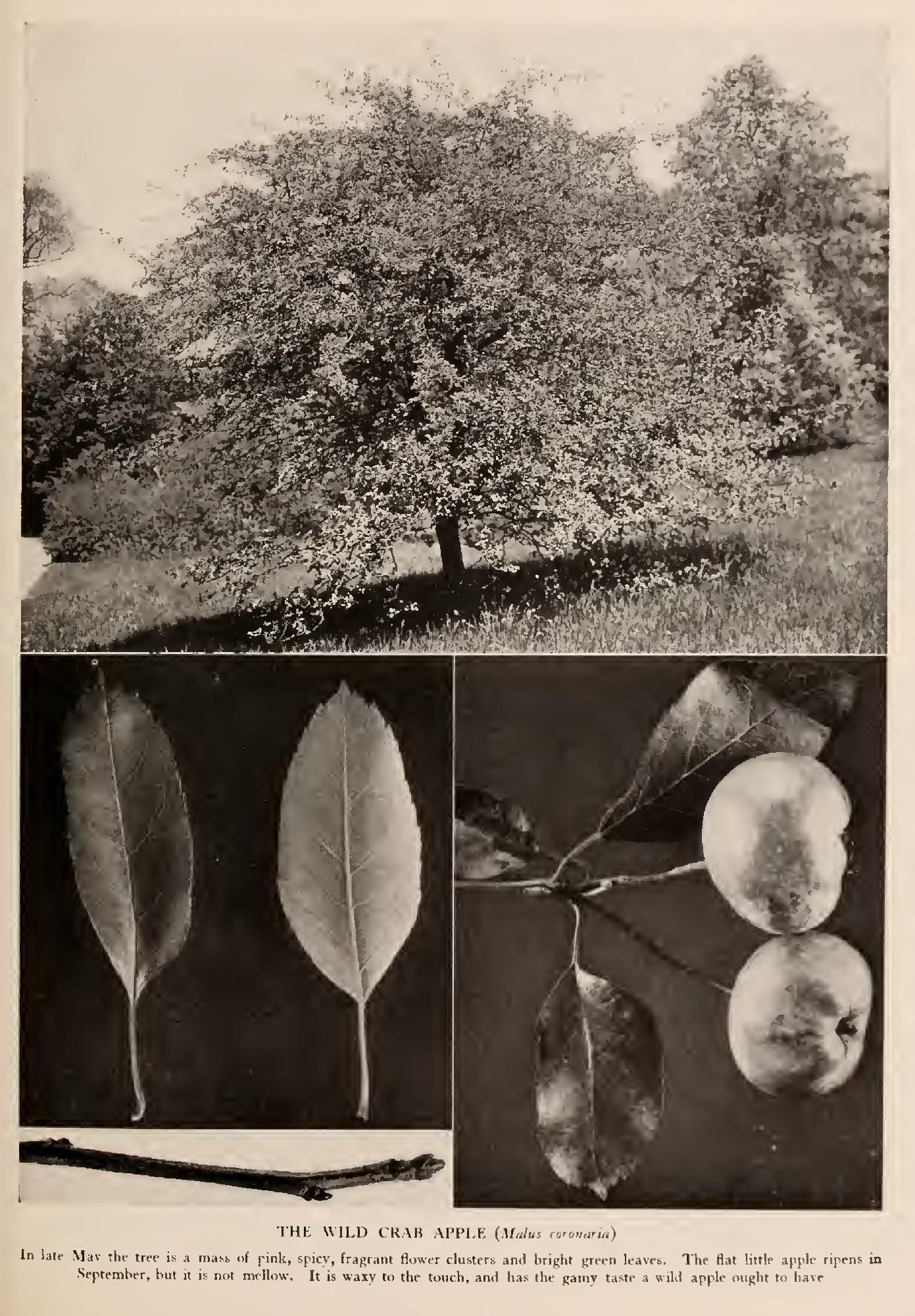 The Apples - Family Rosaceae