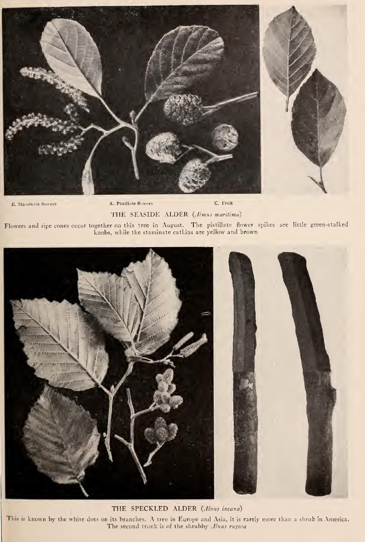 The Beeches - Family Fagaceae