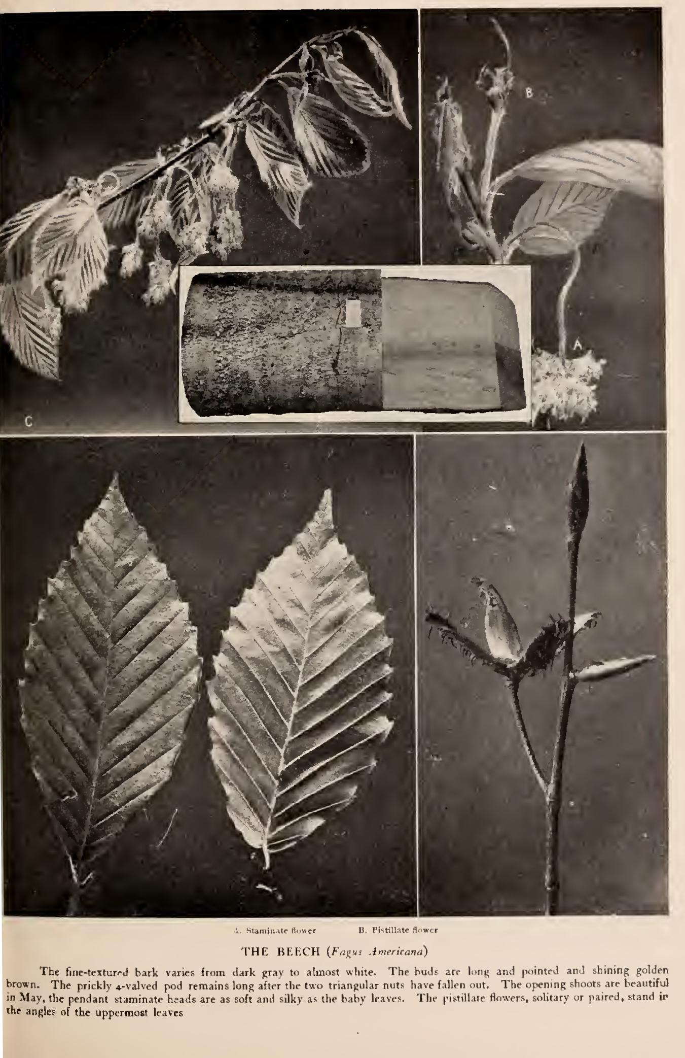 The Beeches - Family Fagaceae