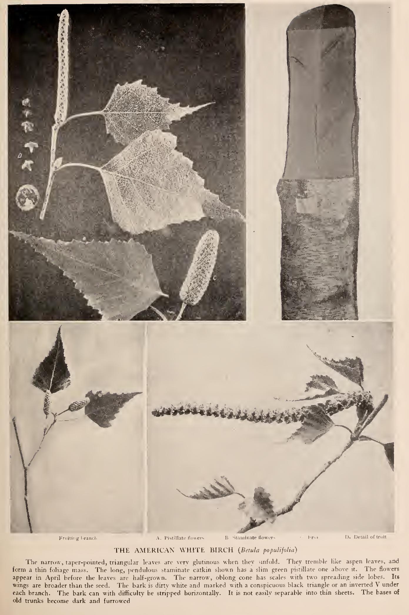 The Birches - Family Betulaceae