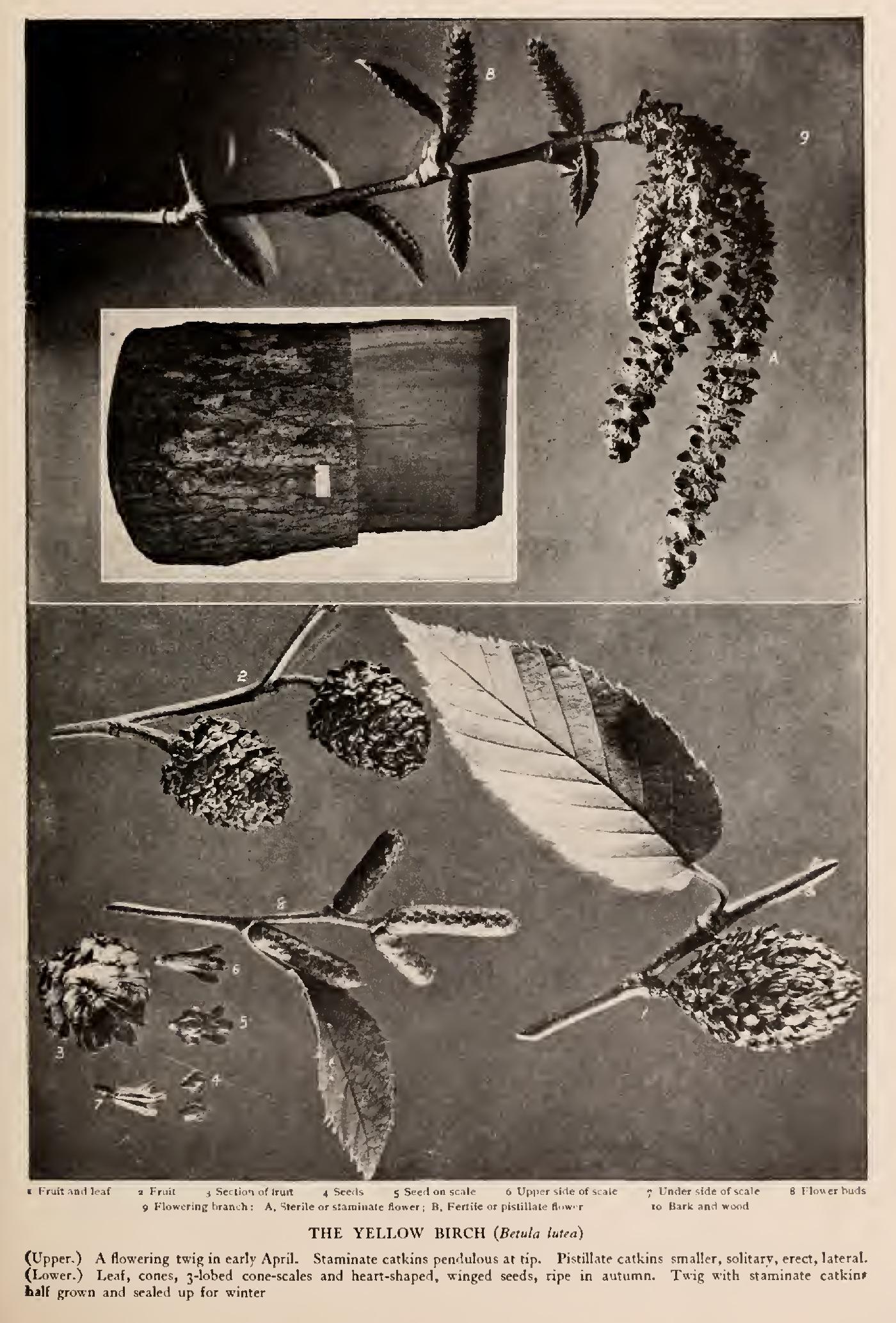The Birches - Family Betulaceae The Birches - Family Betulaceae