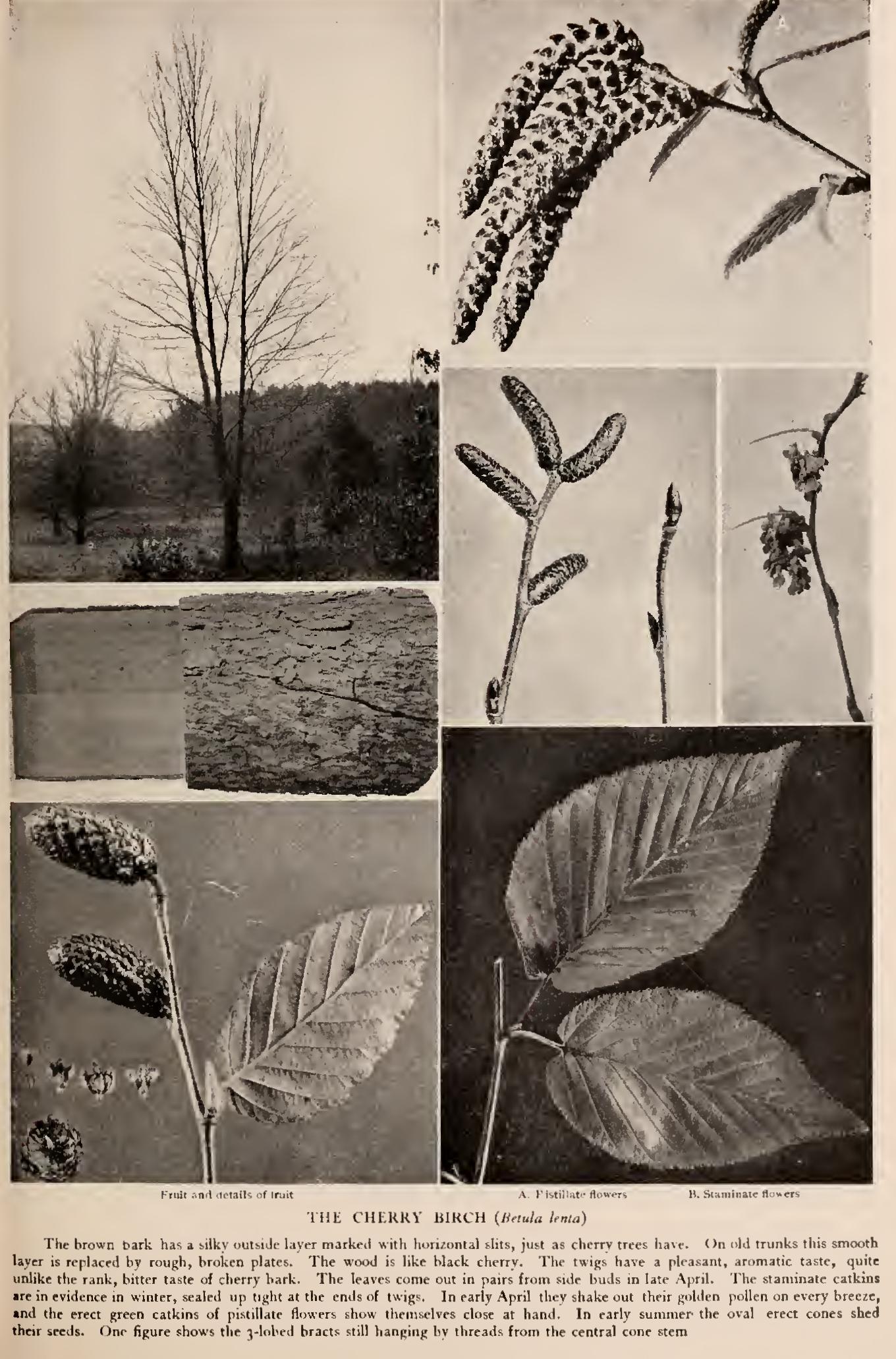 The Birches - Family Betulaceae