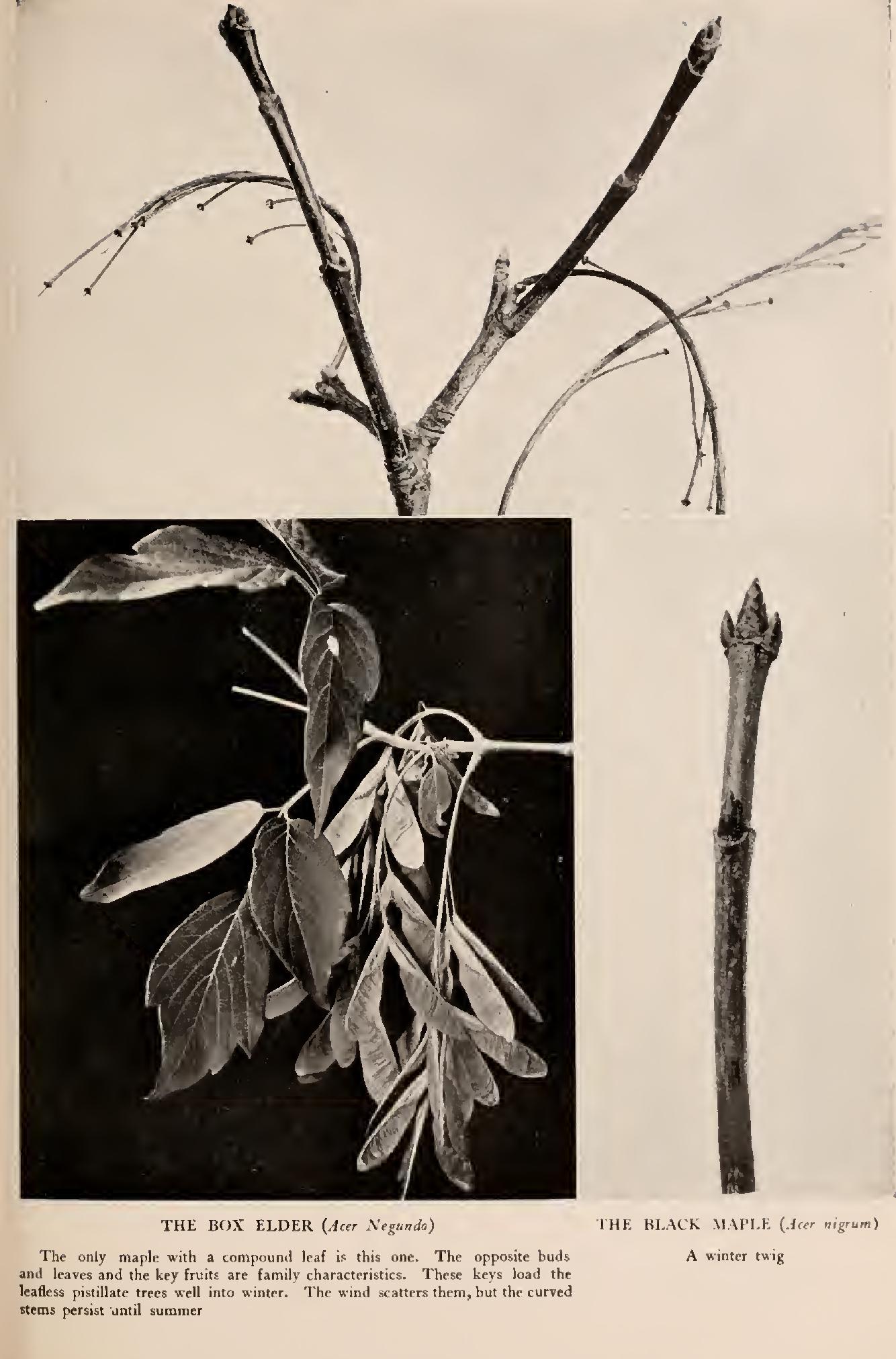 The Buckeyes - Family Hippocastanaceae