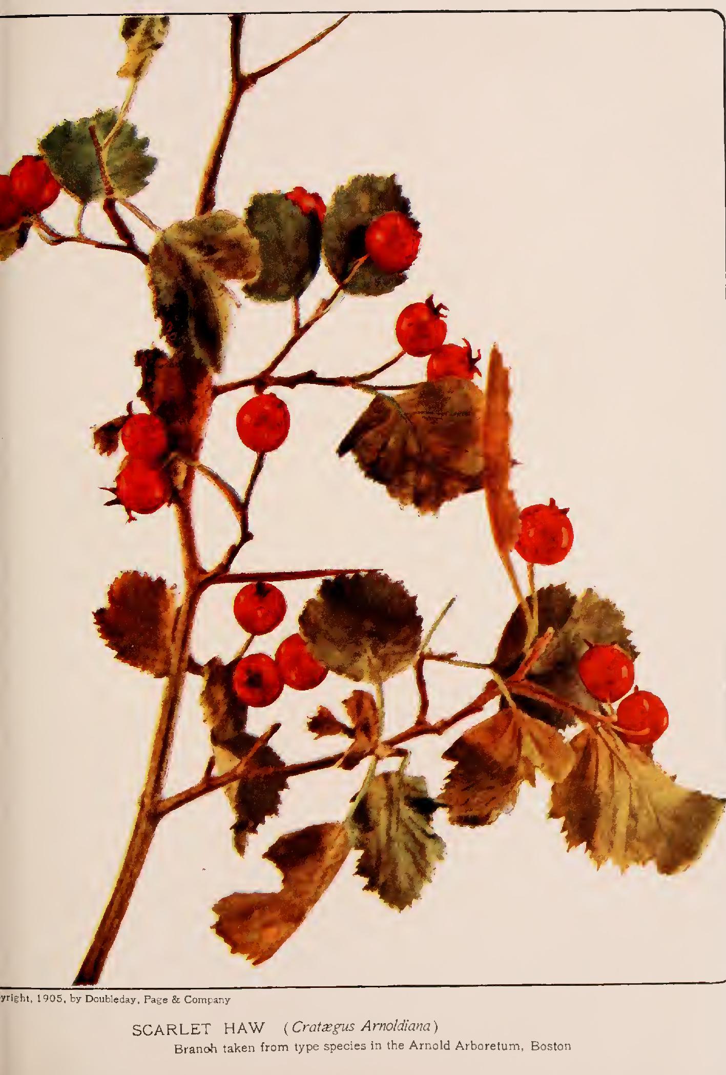 The Buckthorns - Family Rhamnaceae The Buckthorns - Family Rhamnaceae