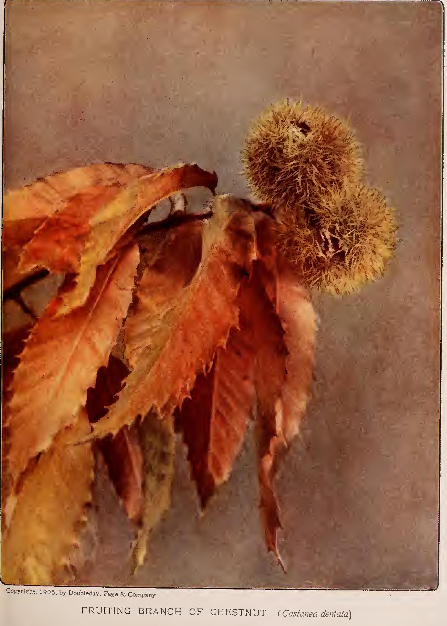 The Chestnuts - Family Fagaceae