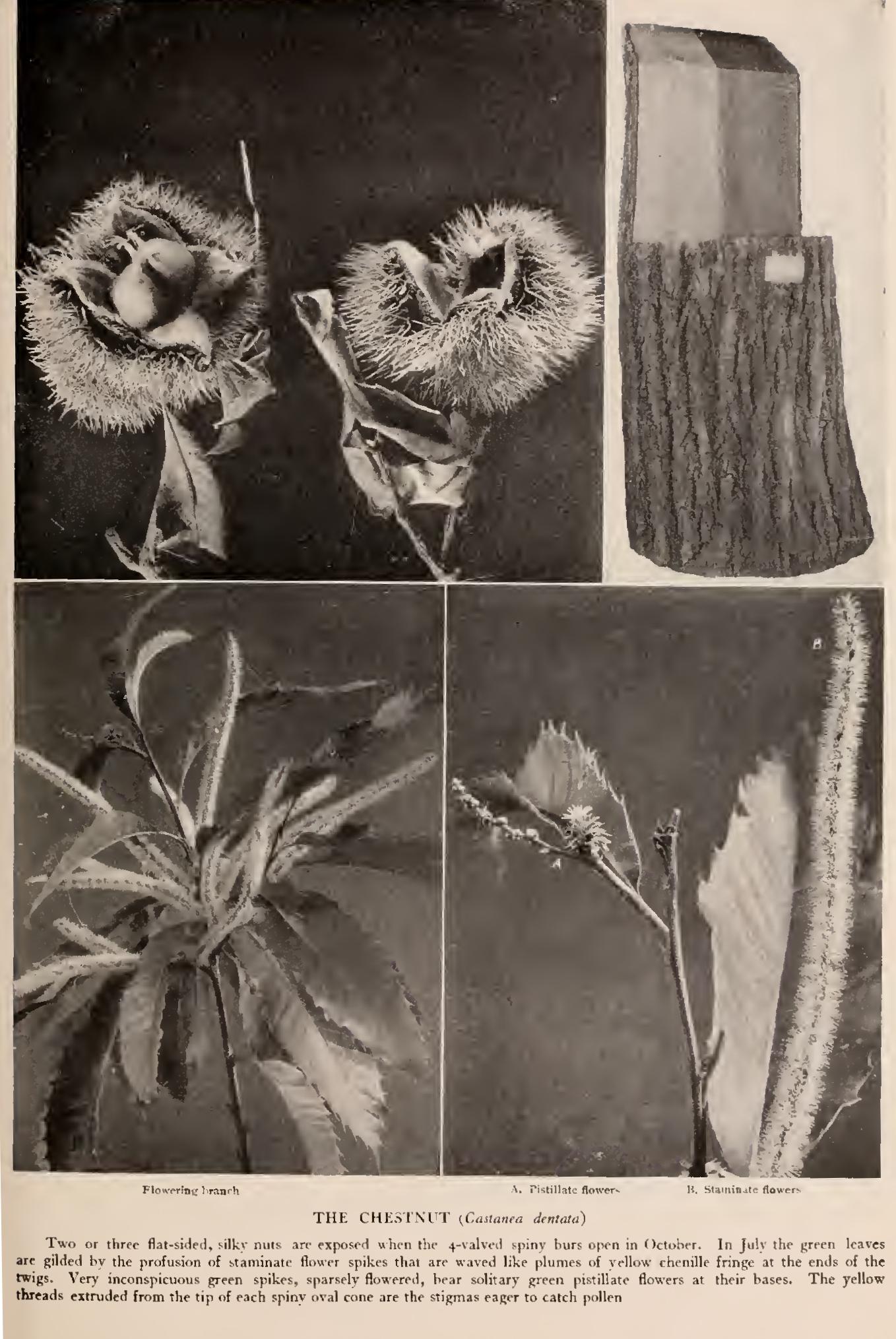 The Chestnuts - Family Fagaceae