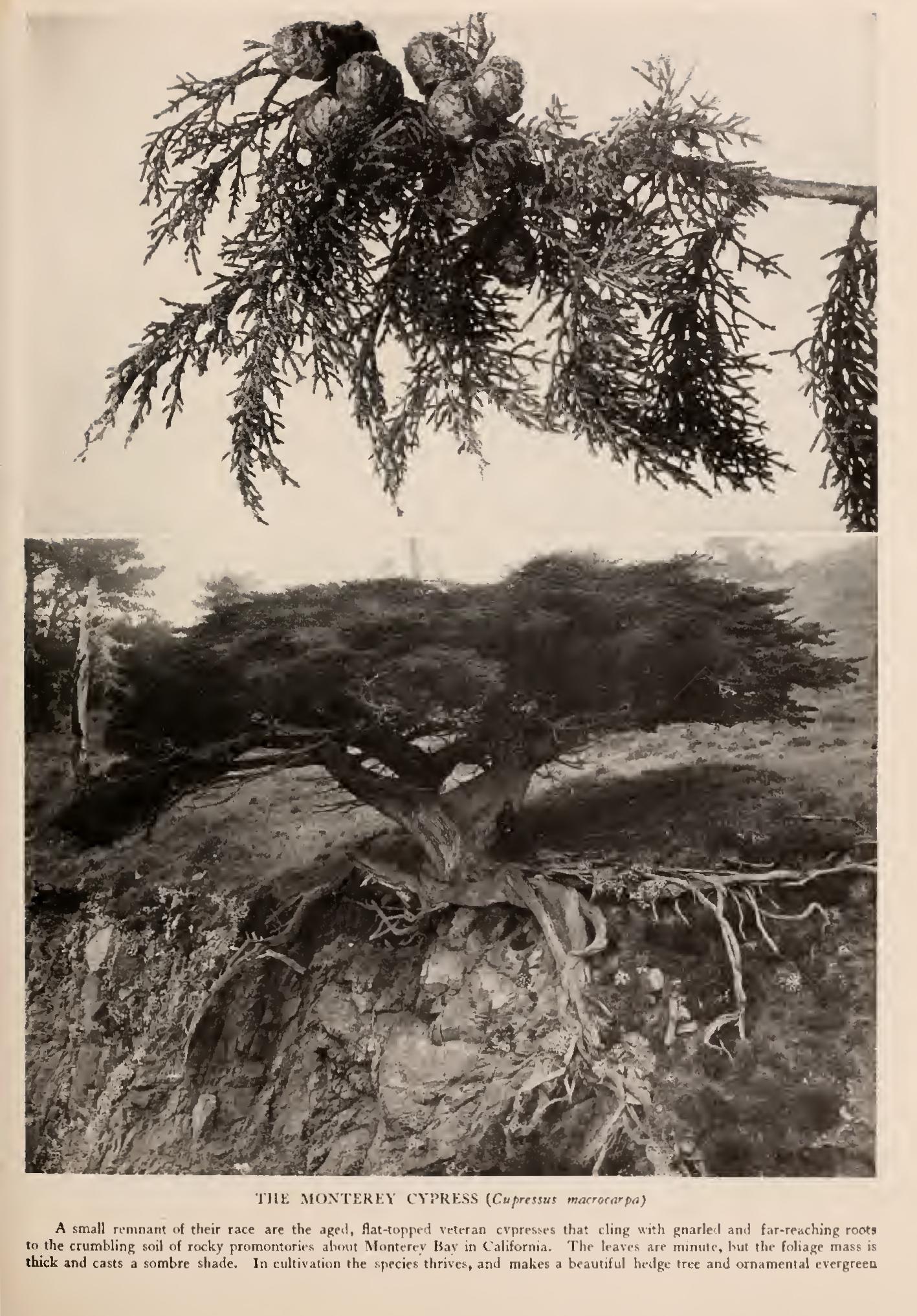 The Cypresses of Monterey