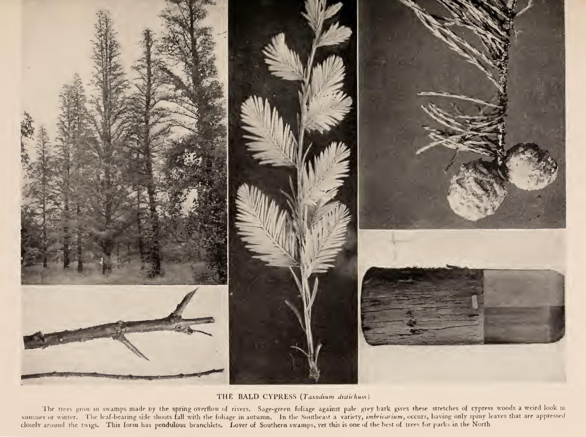 The Cypresses of Monterey