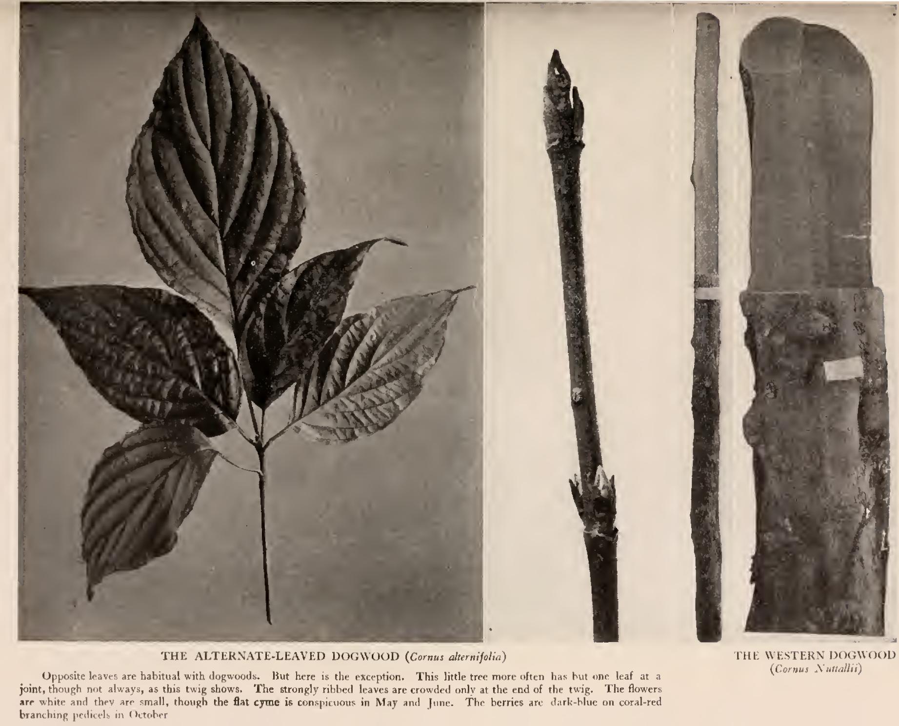 The Dogwoods The Dogwoods