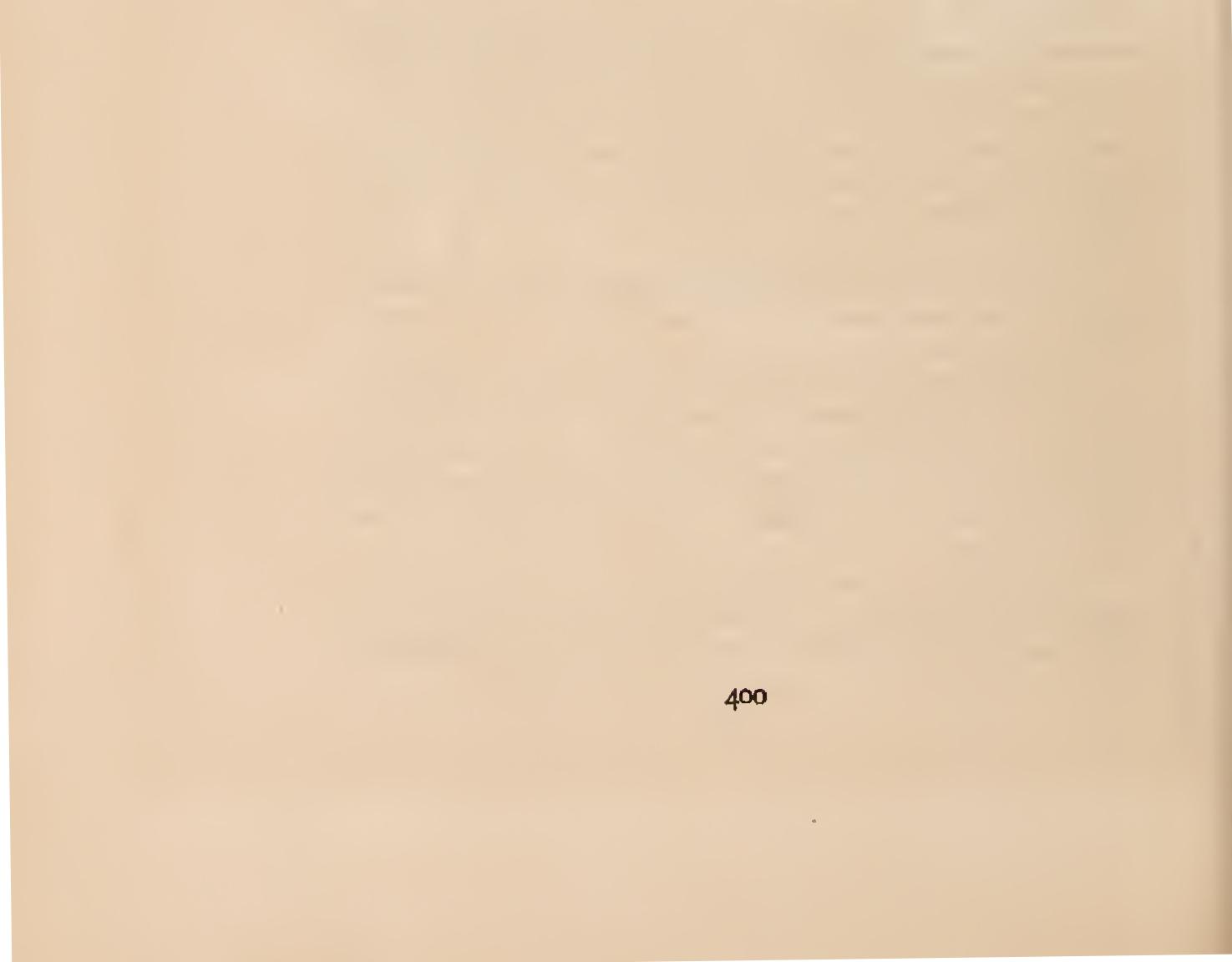 The Gordonias - Family Theaceae