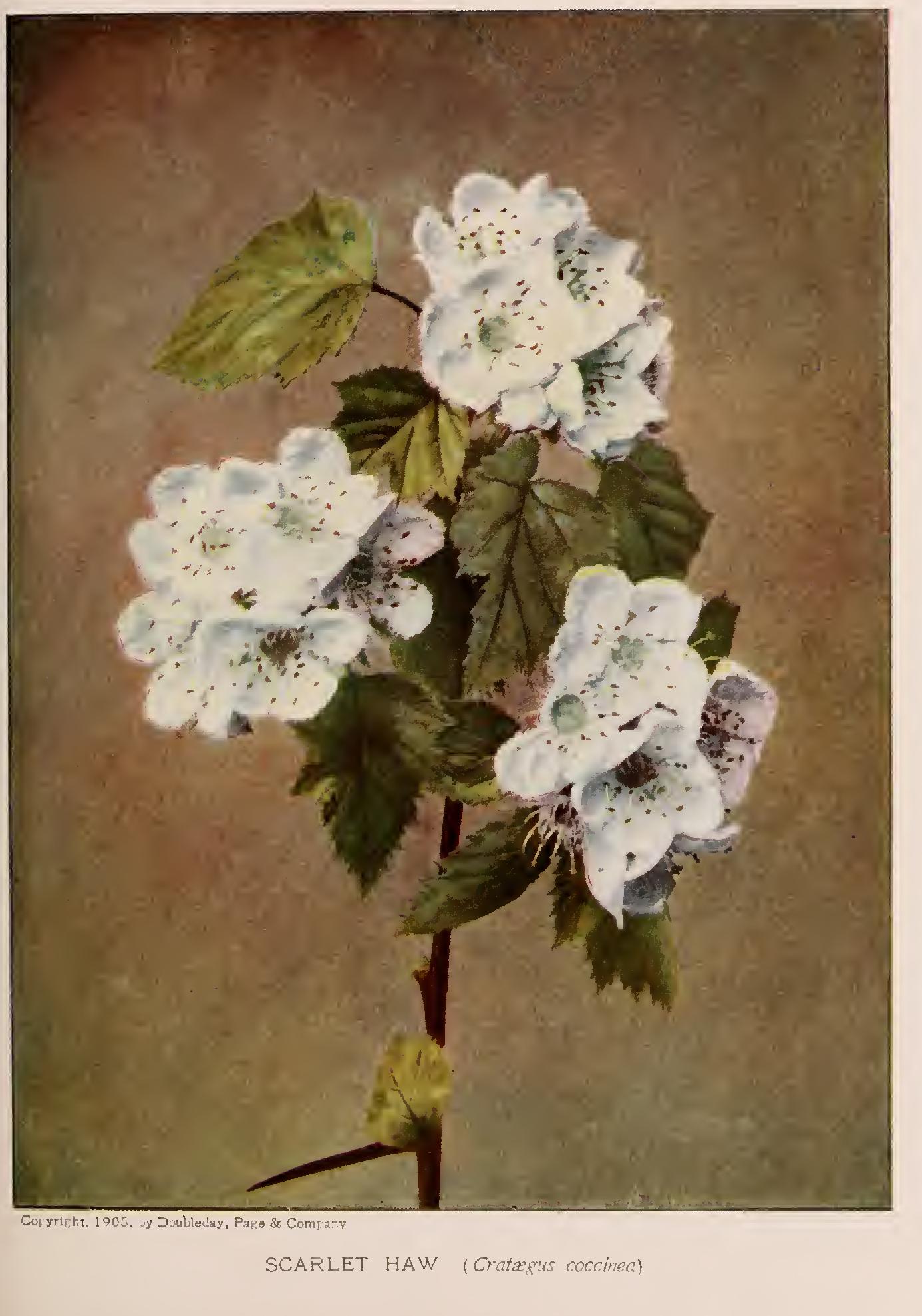 The Hawthorns - Family Rosaceae The Hawthorns - Family Rosaceae