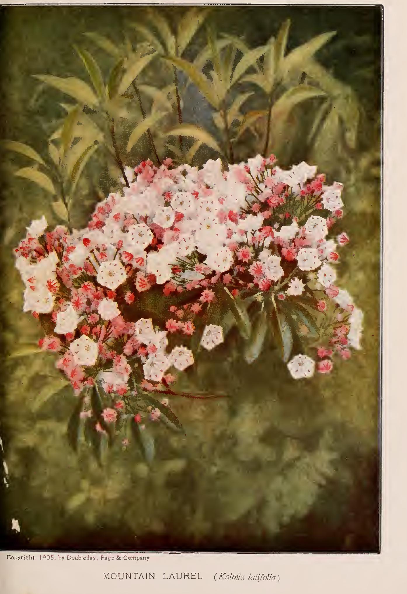 The Heaths - the Rhododendron and the Mountain Laurel Family Ericaceae The Heaths - the Rhododendron and the Mountain Laurel Family Ericaceae