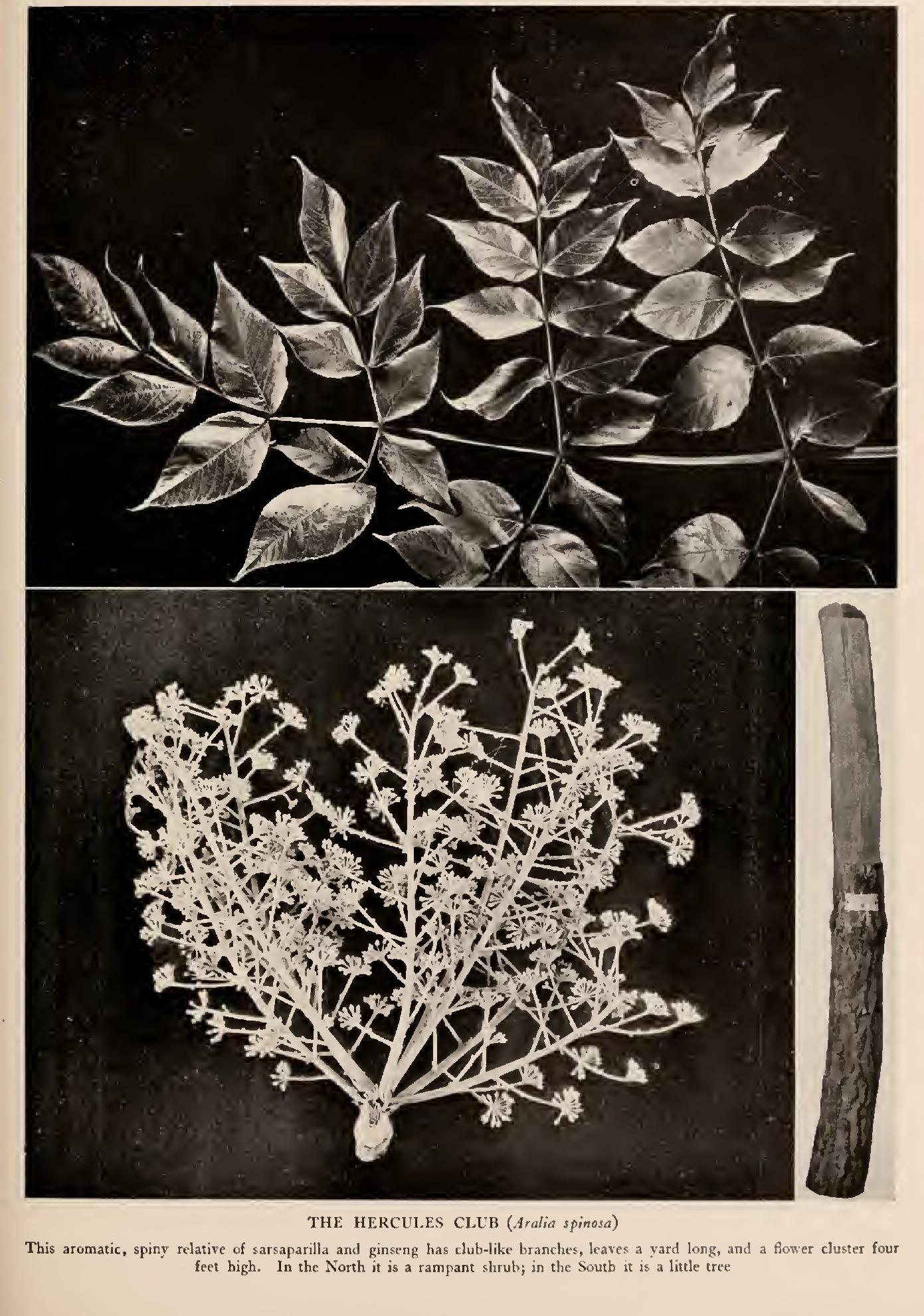 The Hercules Club - Family Araliaceae