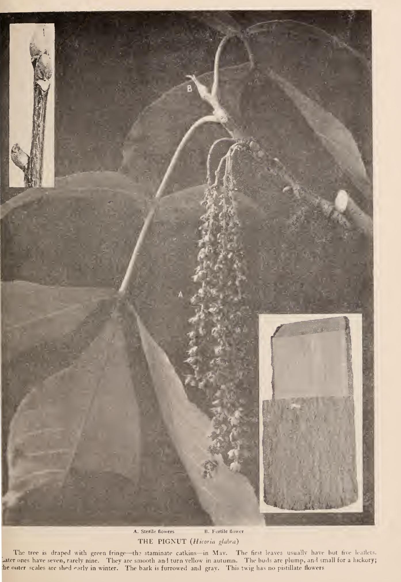 The Hickories The Hickories