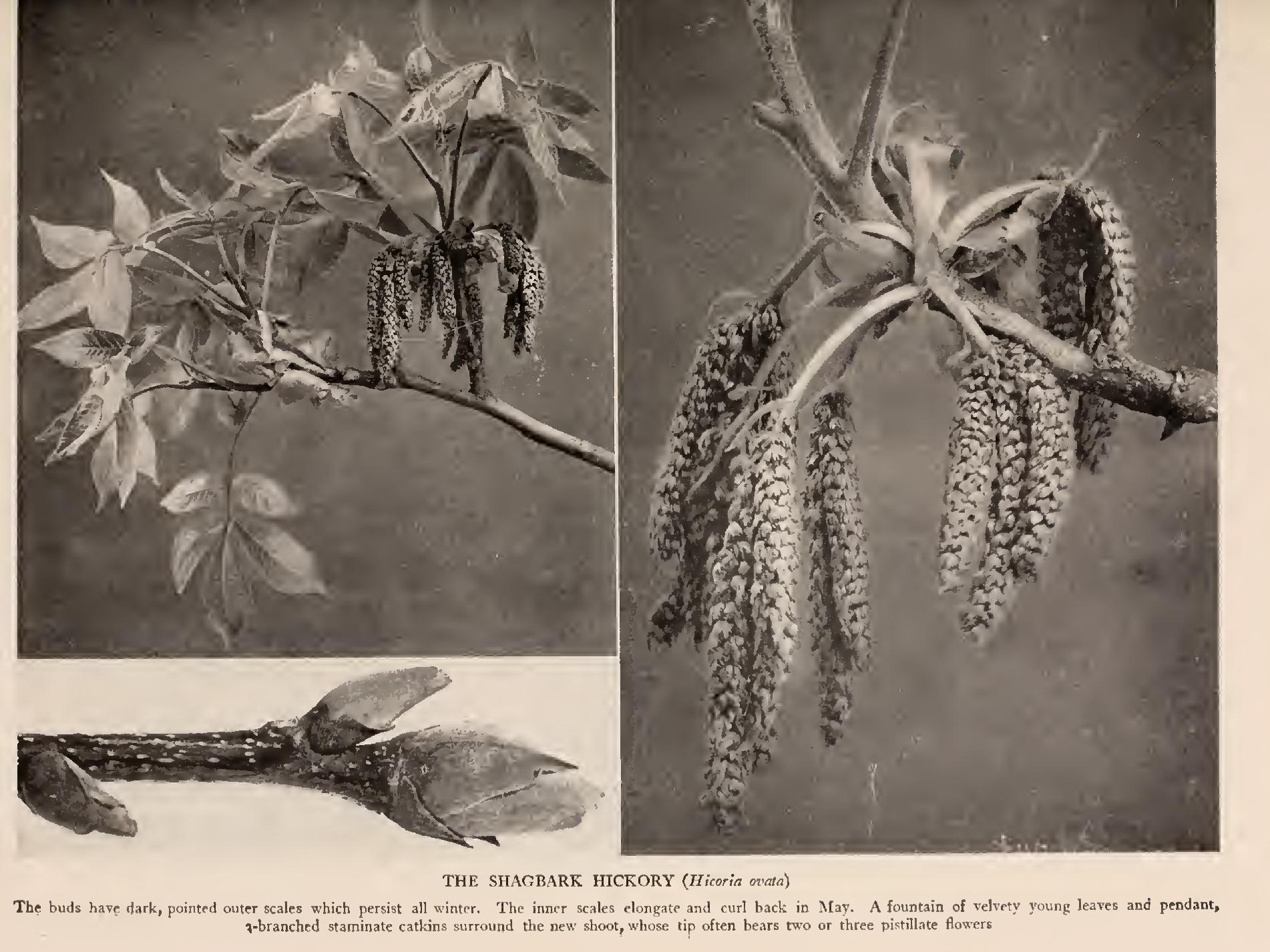 The Hickories The Hickories