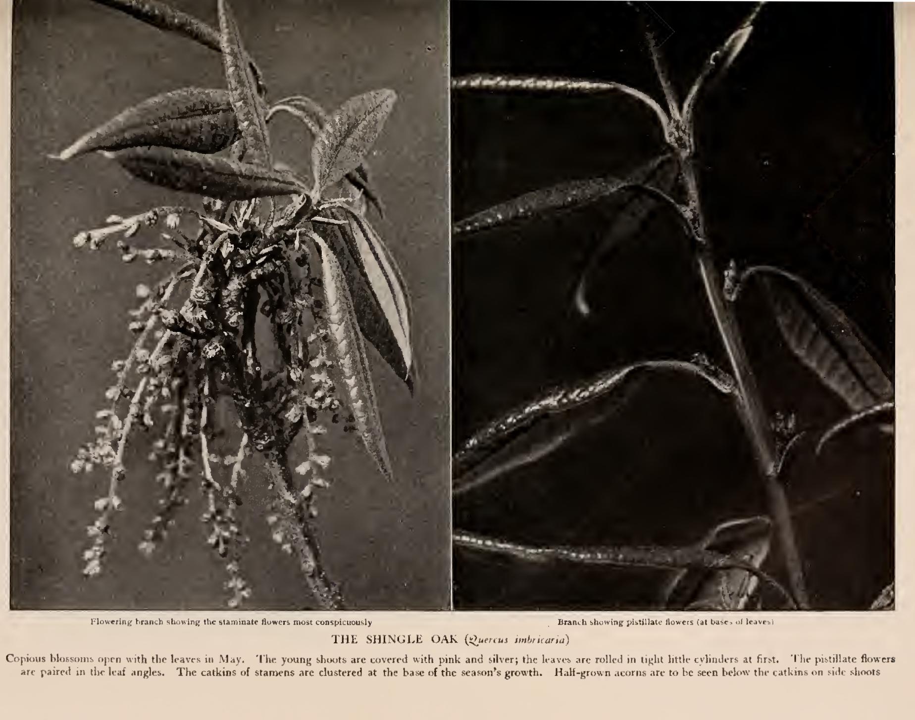 The History of Oaks The History of Oaks