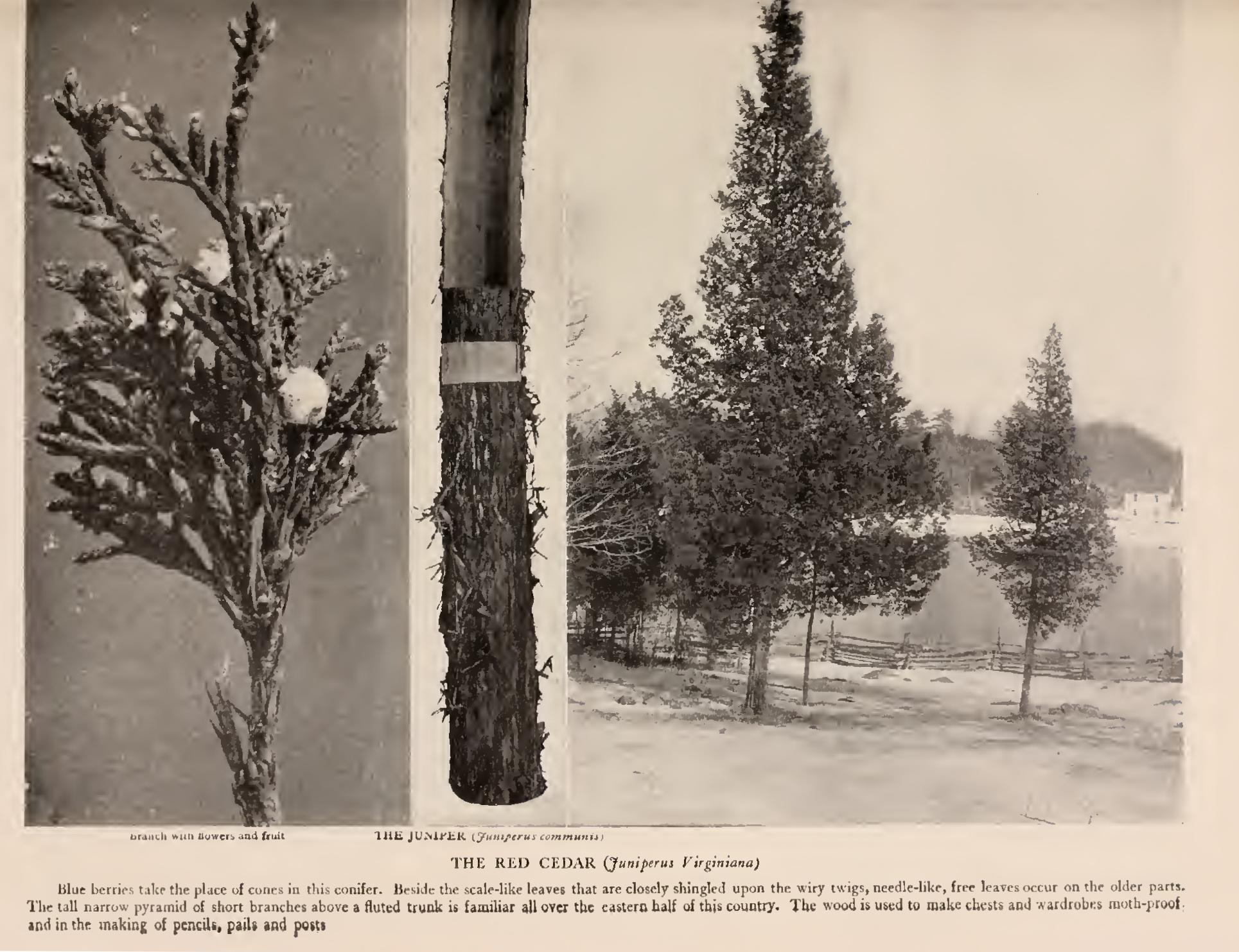 The Junipers The Junipers