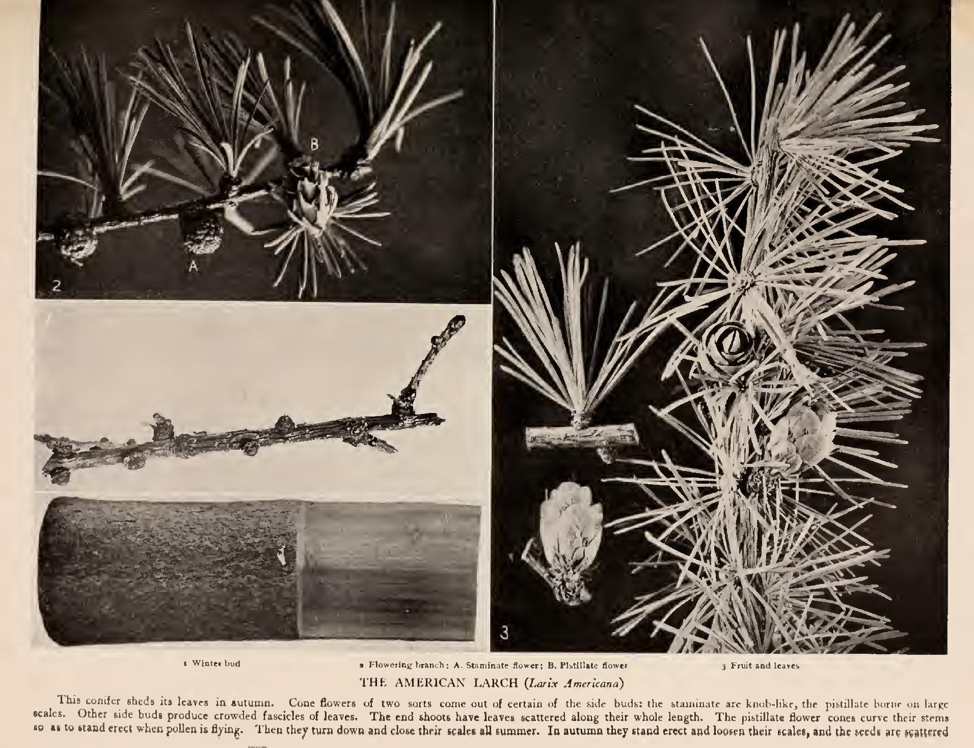 The Larches - Family Coniferae