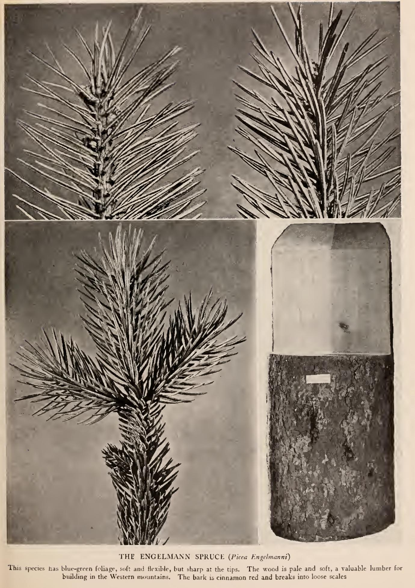 The Larches - Family Coniferae