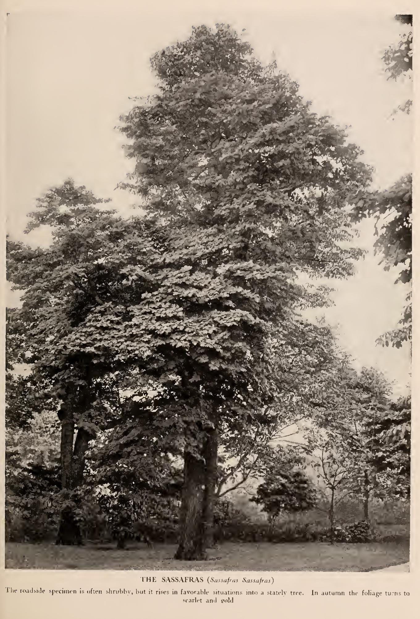 The Laurels and the Sassafras - Family Lauraceae