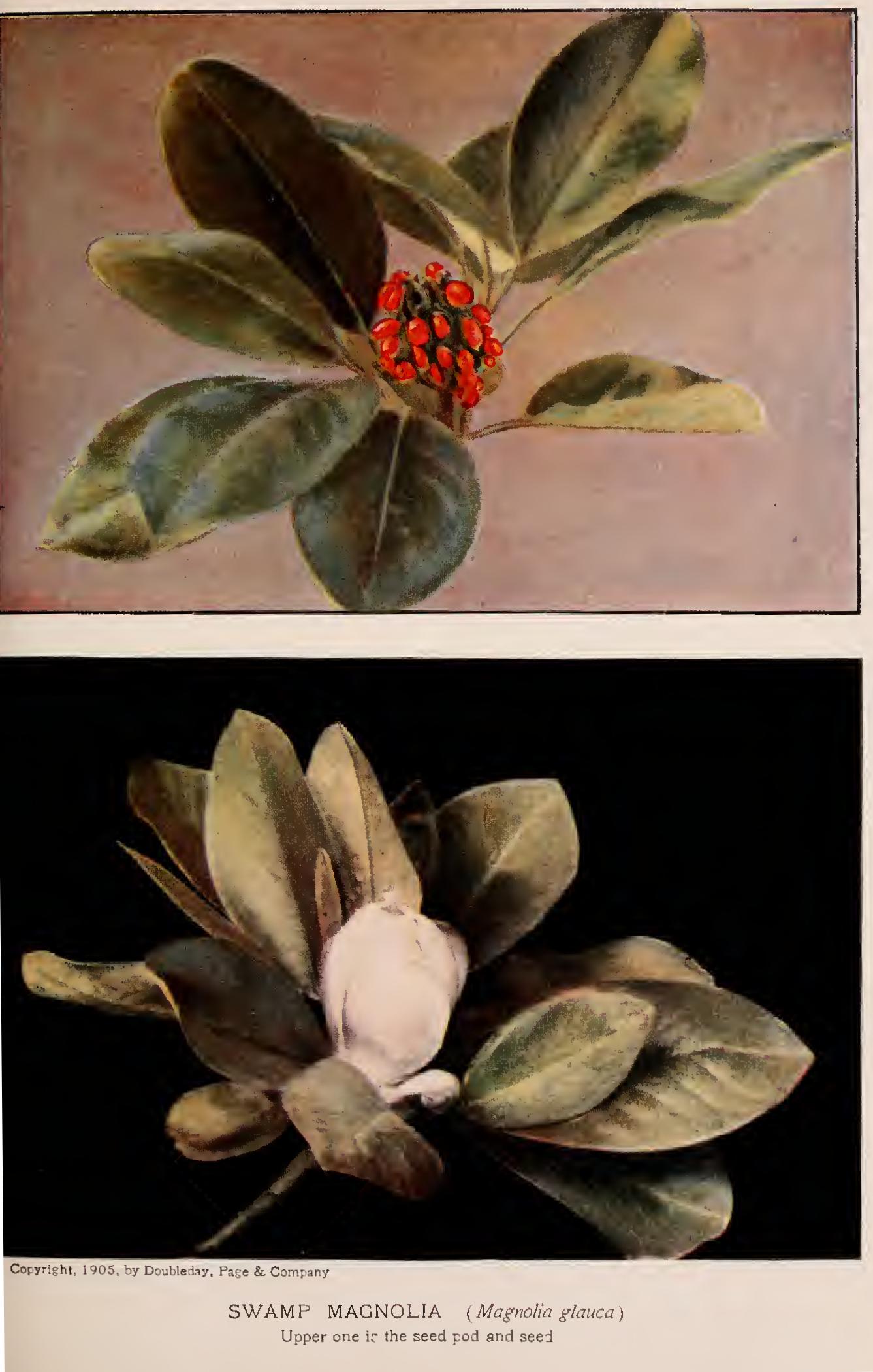 The Magnolias and the Tulip Tree - Family Magnoliaceae