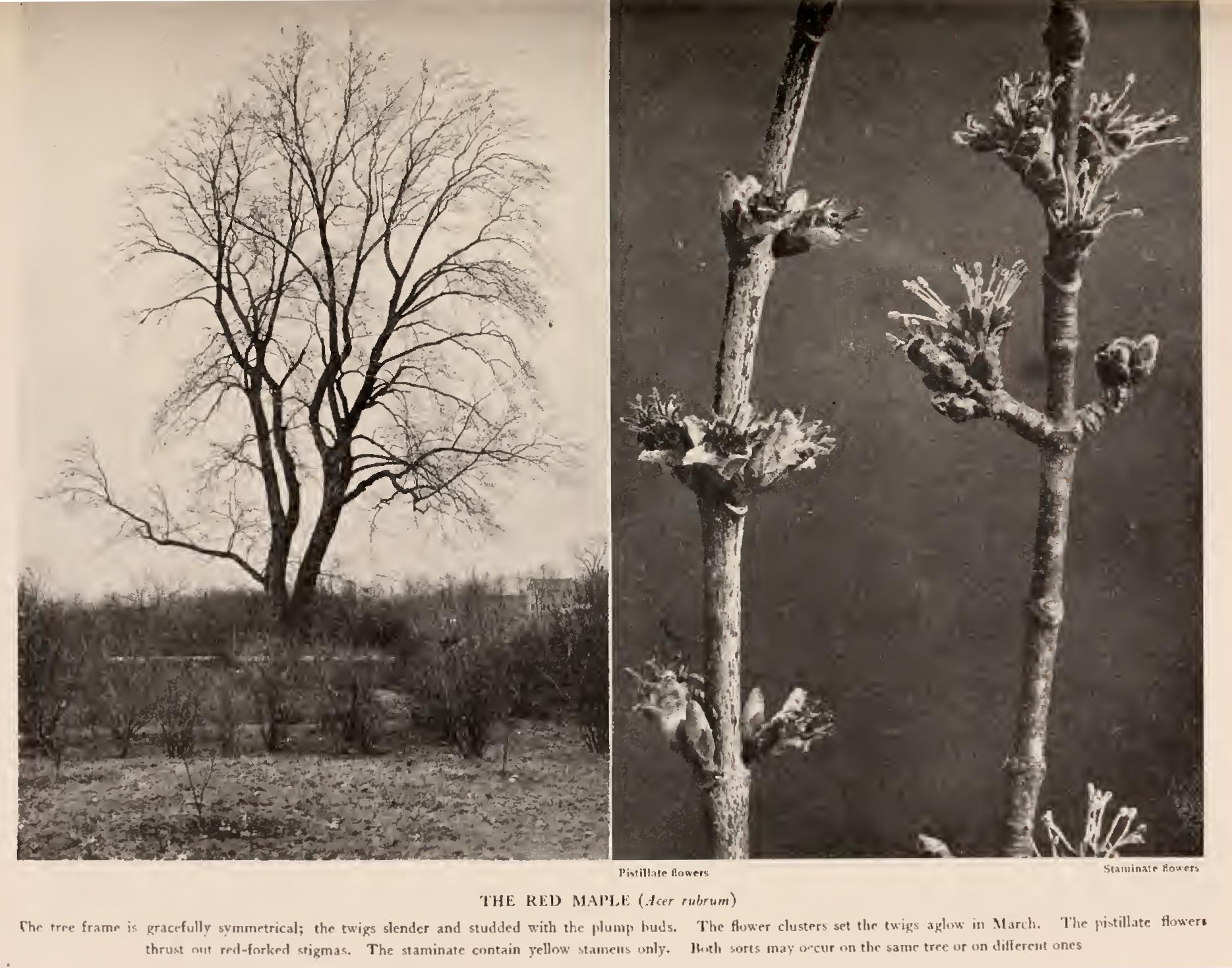 The Maples - Family Acerace