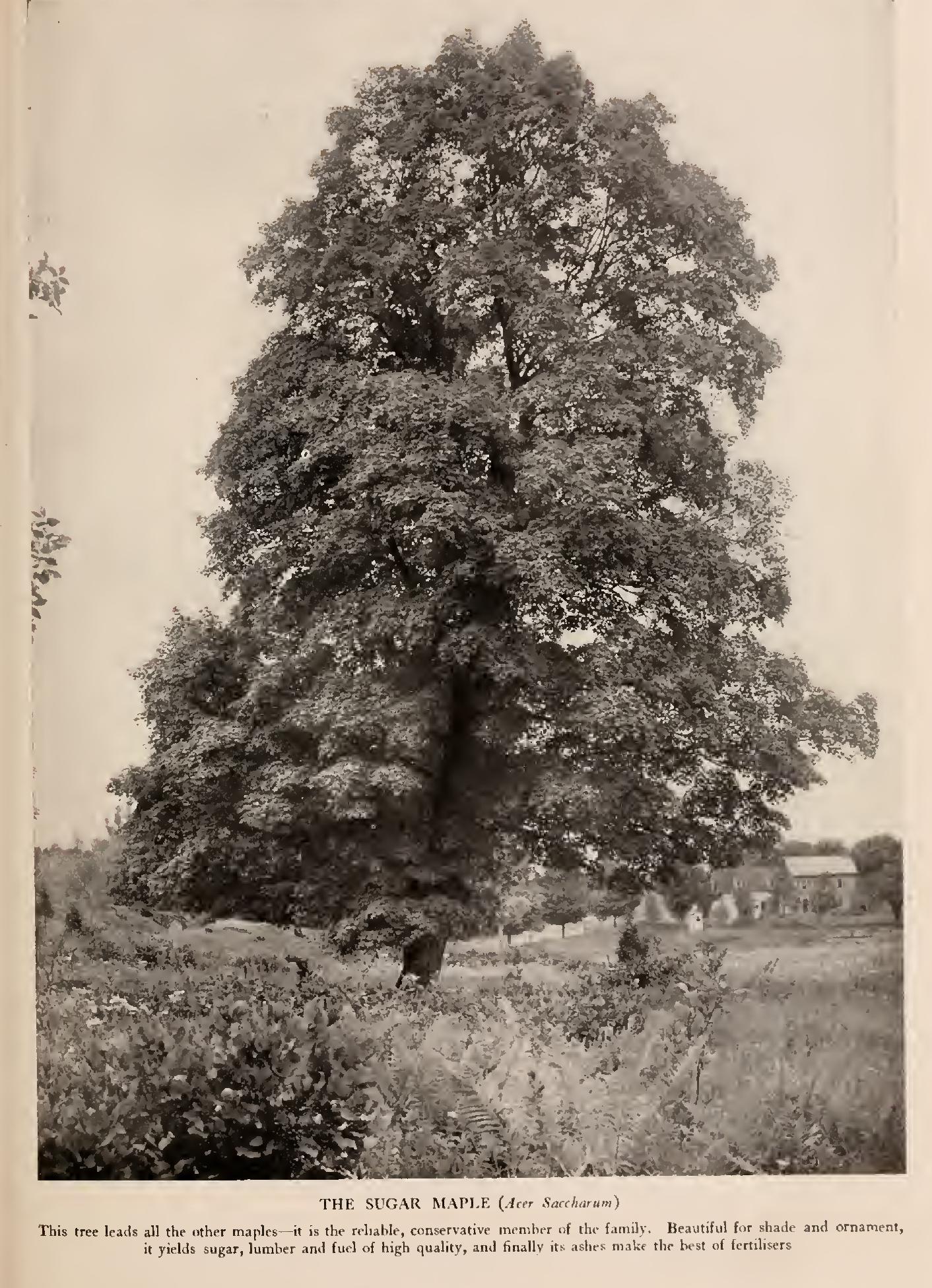 The Maples - Family Acerace