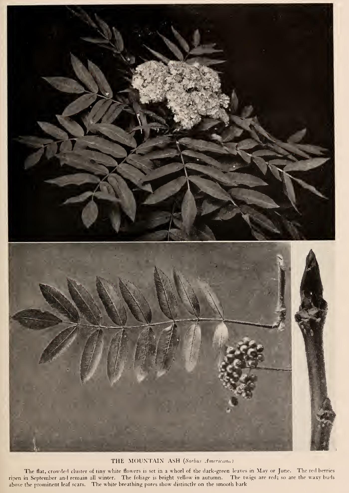 The Mountain Ashes - Family Rosaceae