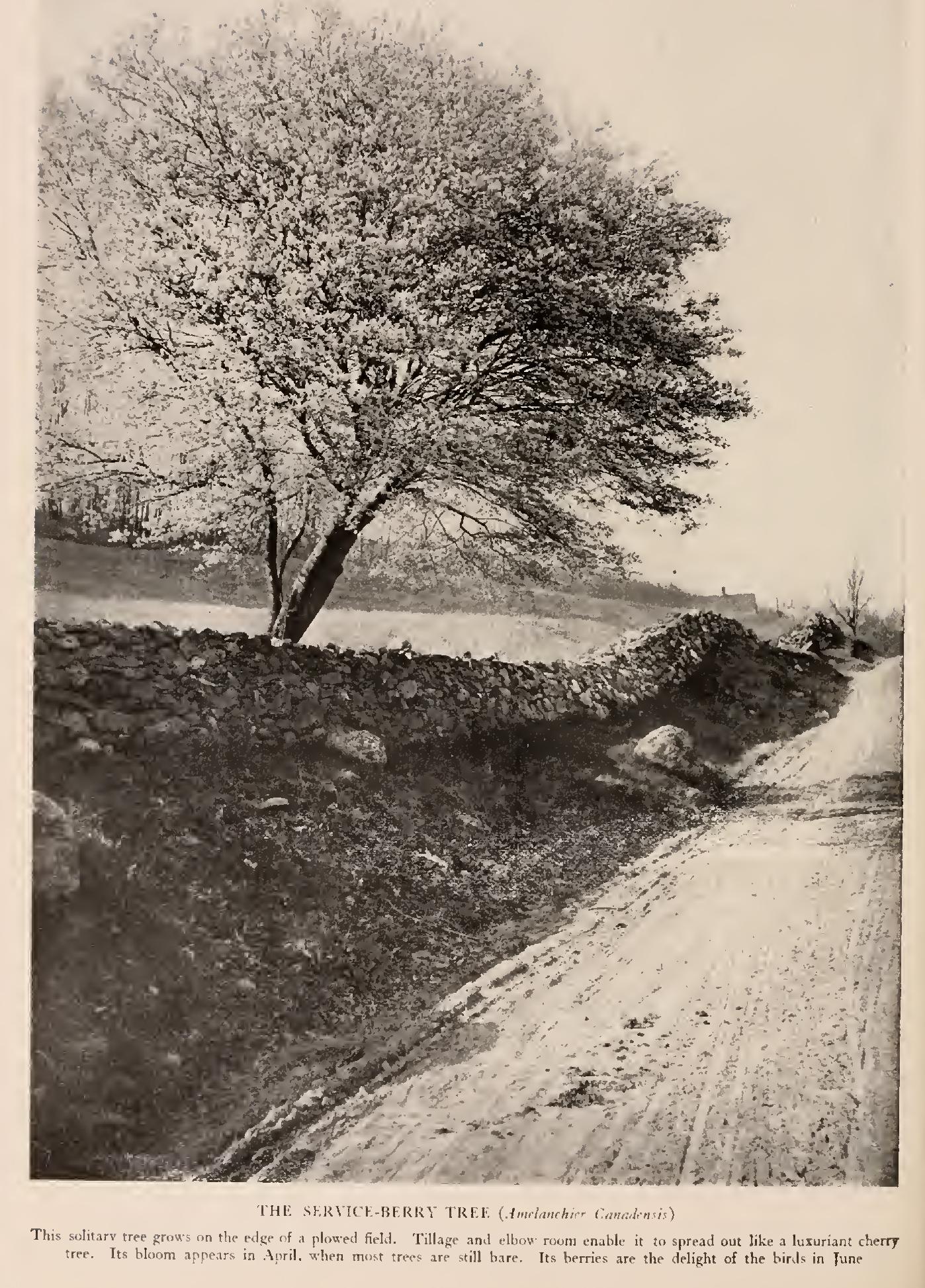 The Mountain Ashes - Family Rosaceae