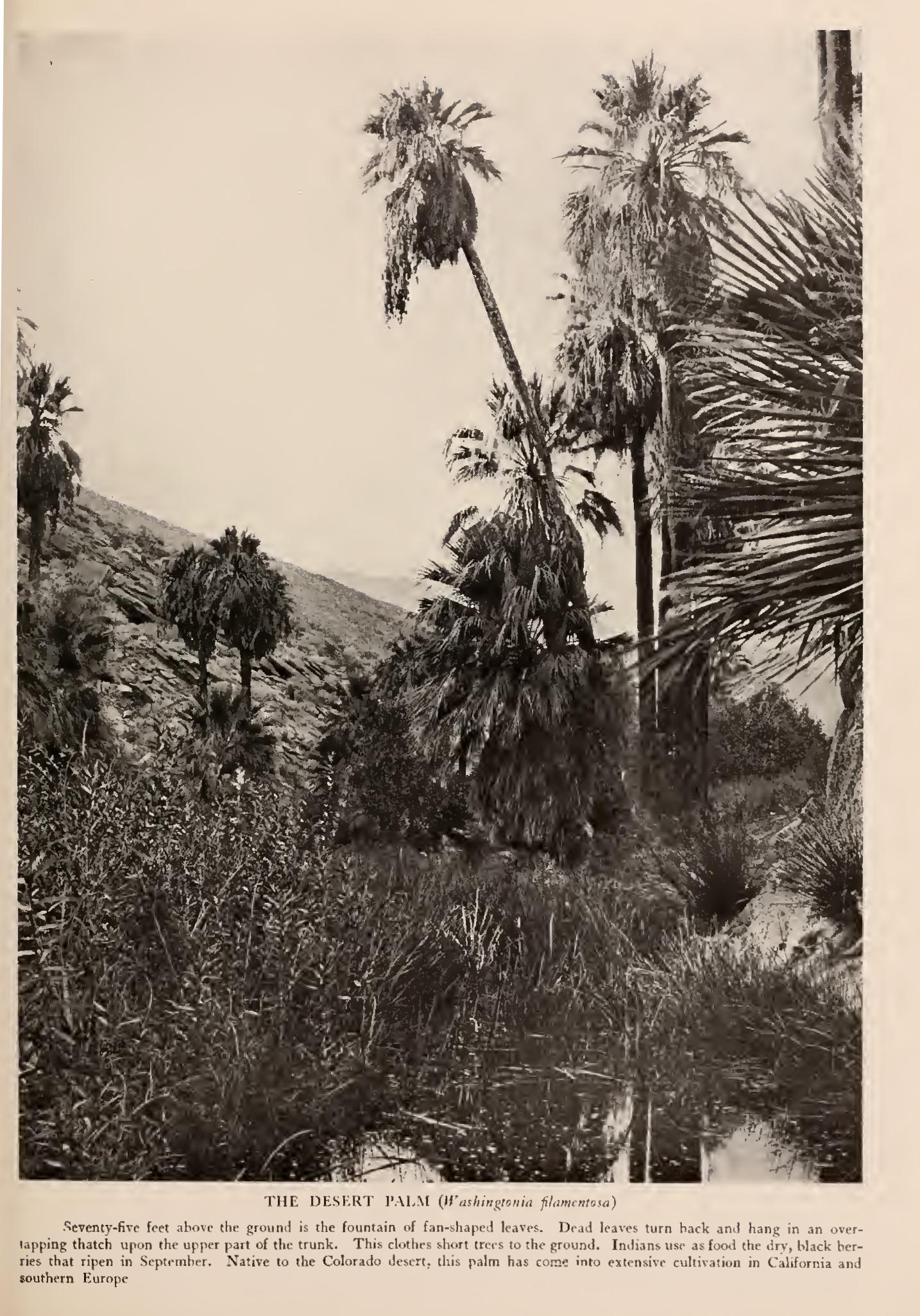 The Palms and the Palmettos - Family Palmae