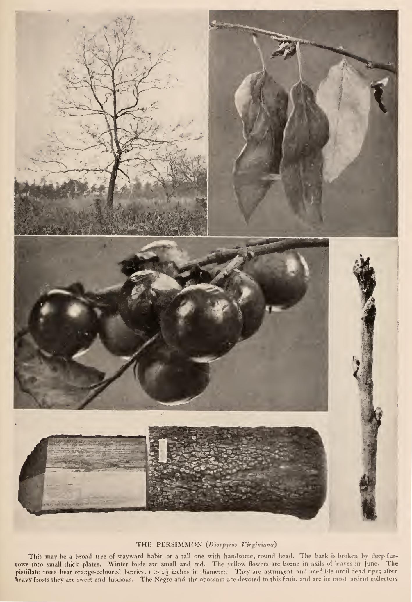 The Persimmons - Family Ebenaceae The Persimmons - Family Ebenaceae